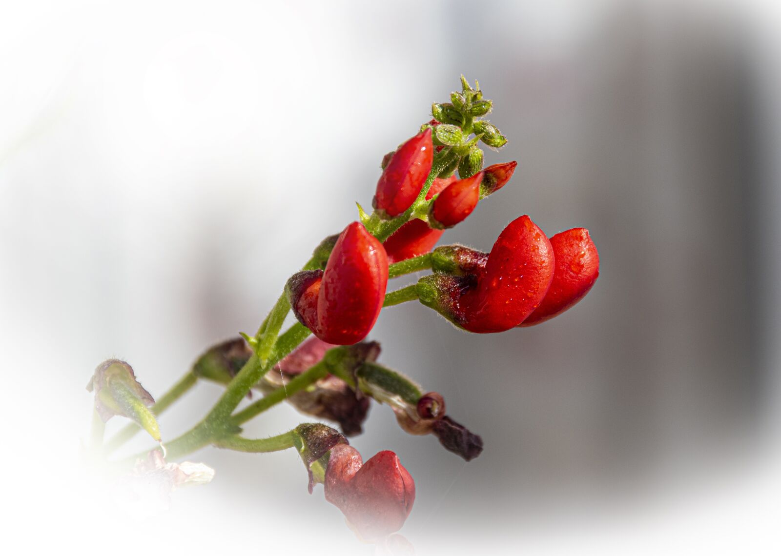 Nikon D5500 sample photo. Beans, bean, flowers photography