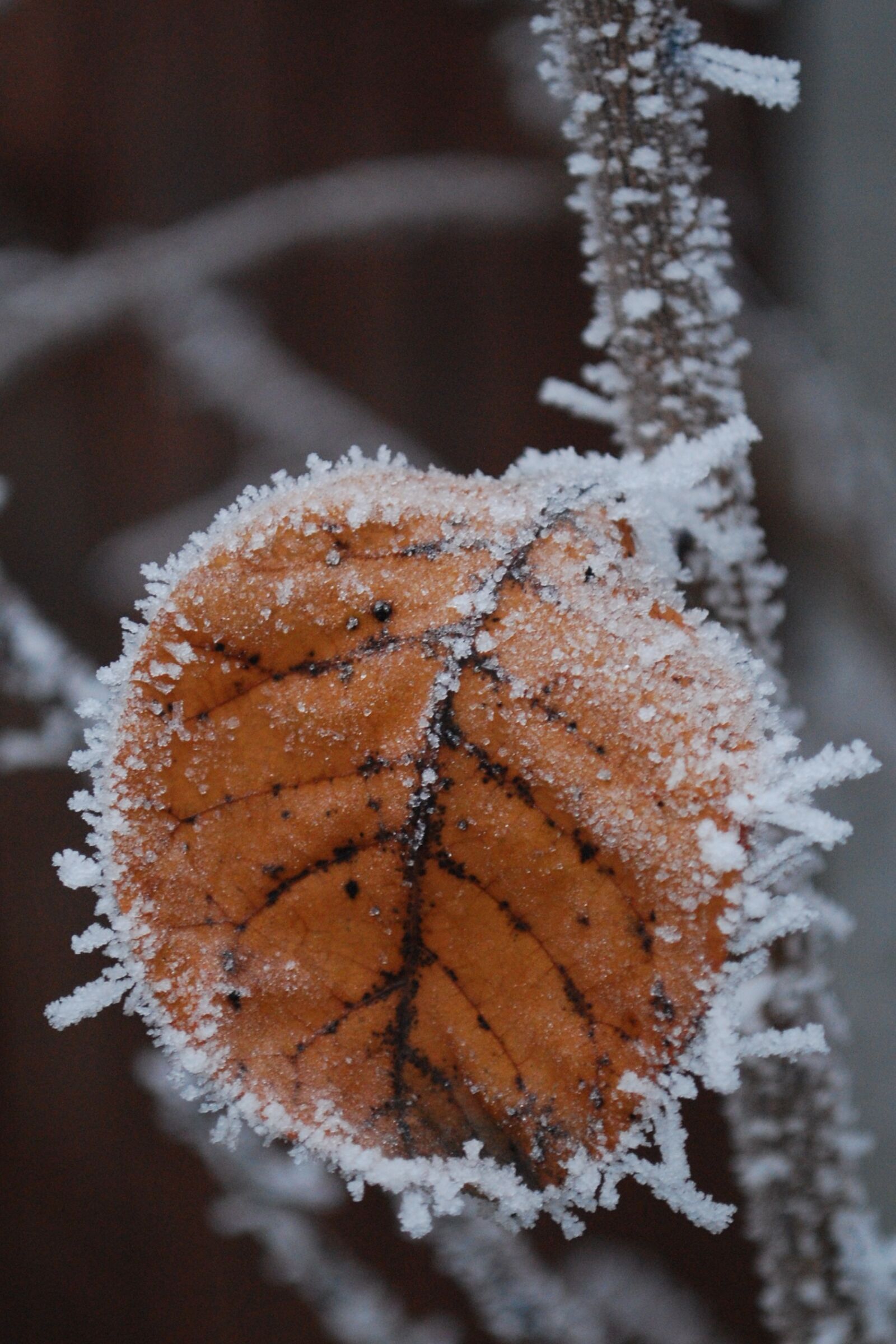 Nikon D60 sample photo. Winter, rime, frost photography