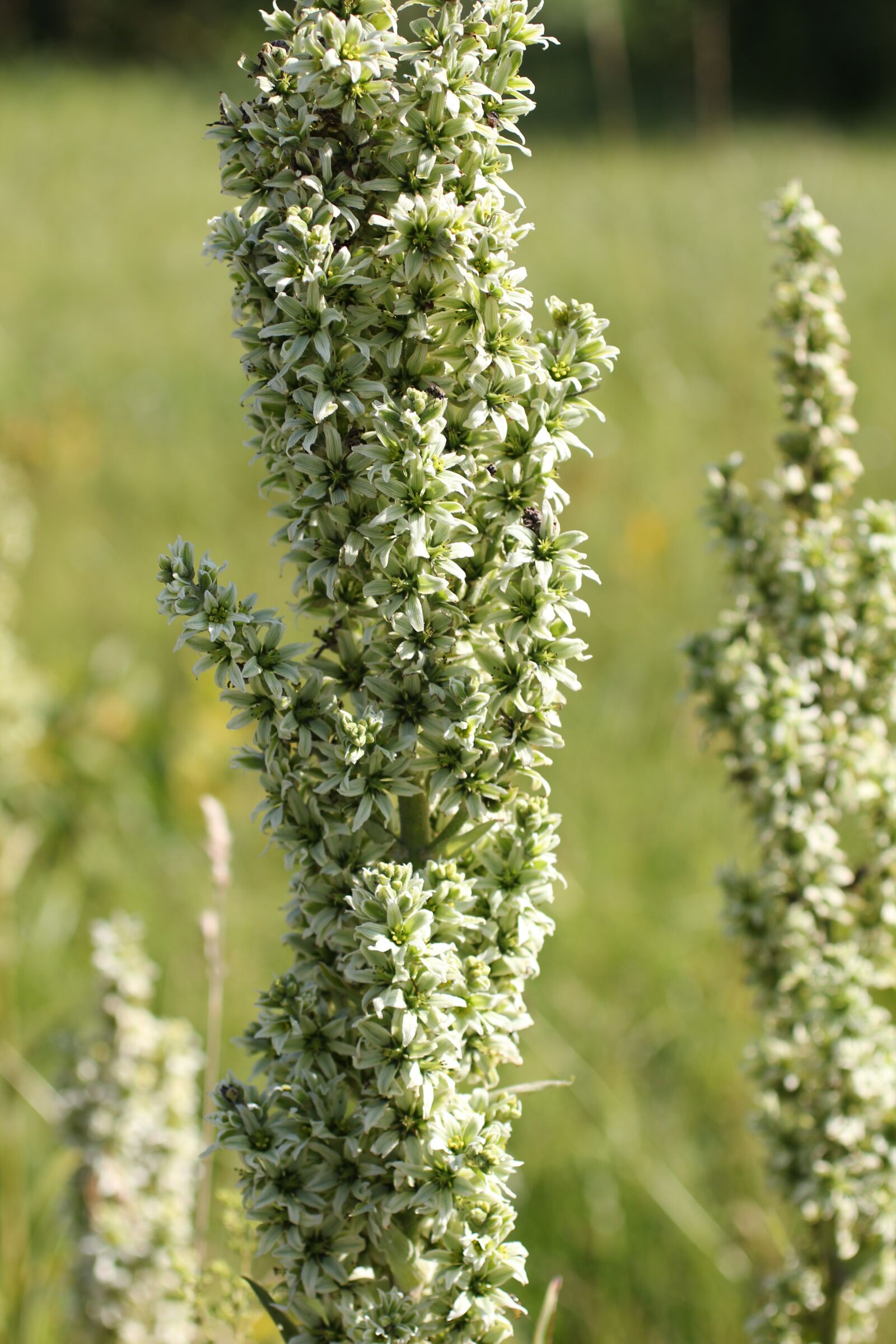 Canon EOS 550D (EOS Rebel T2i / EOS Kiss X4) sample photo. White germer, wild plant photography