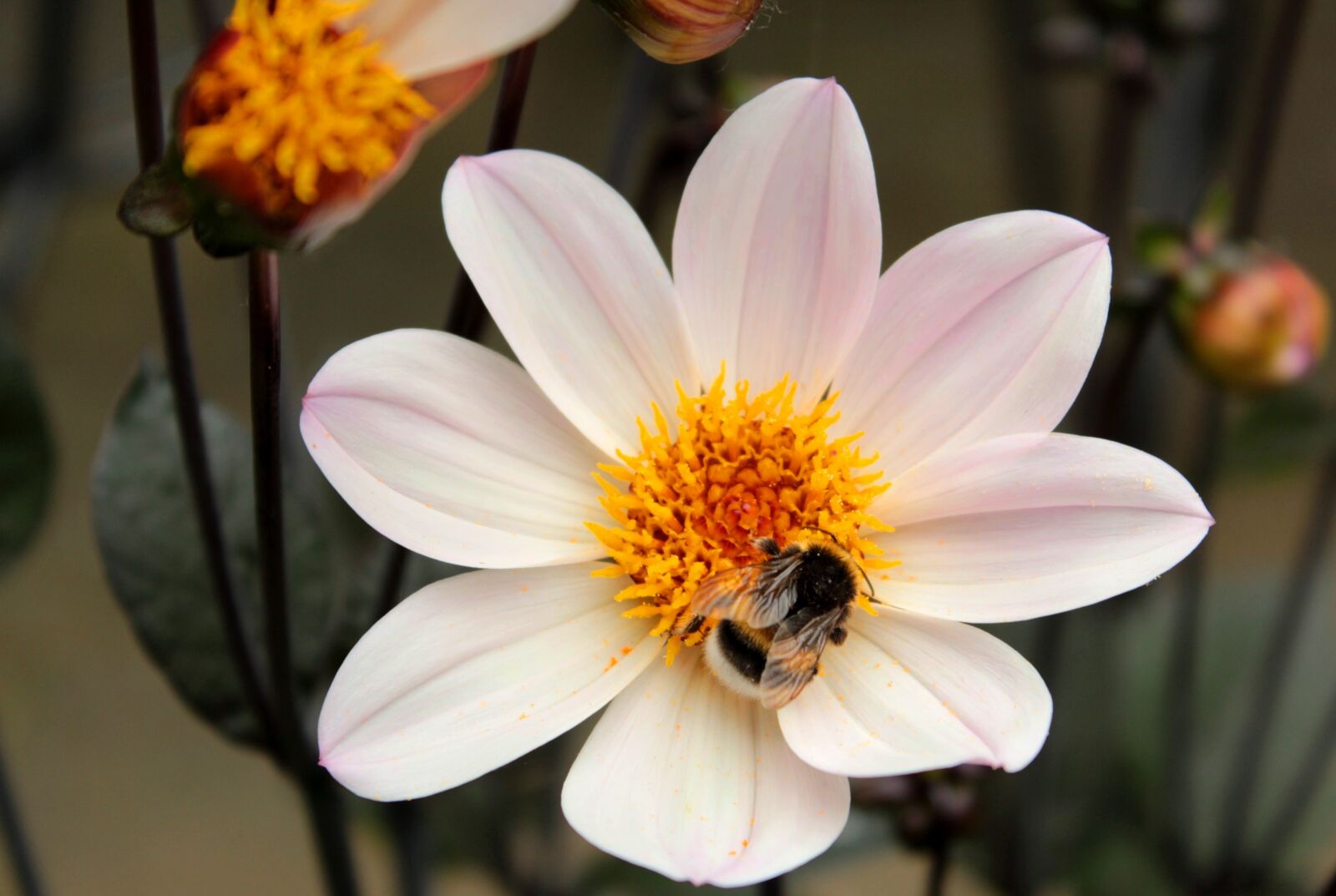 Canon EOS 600D (Rebel EOS T3i / EOS Kiss X5) sample photo. Dahlia, bumblebee, flower photography