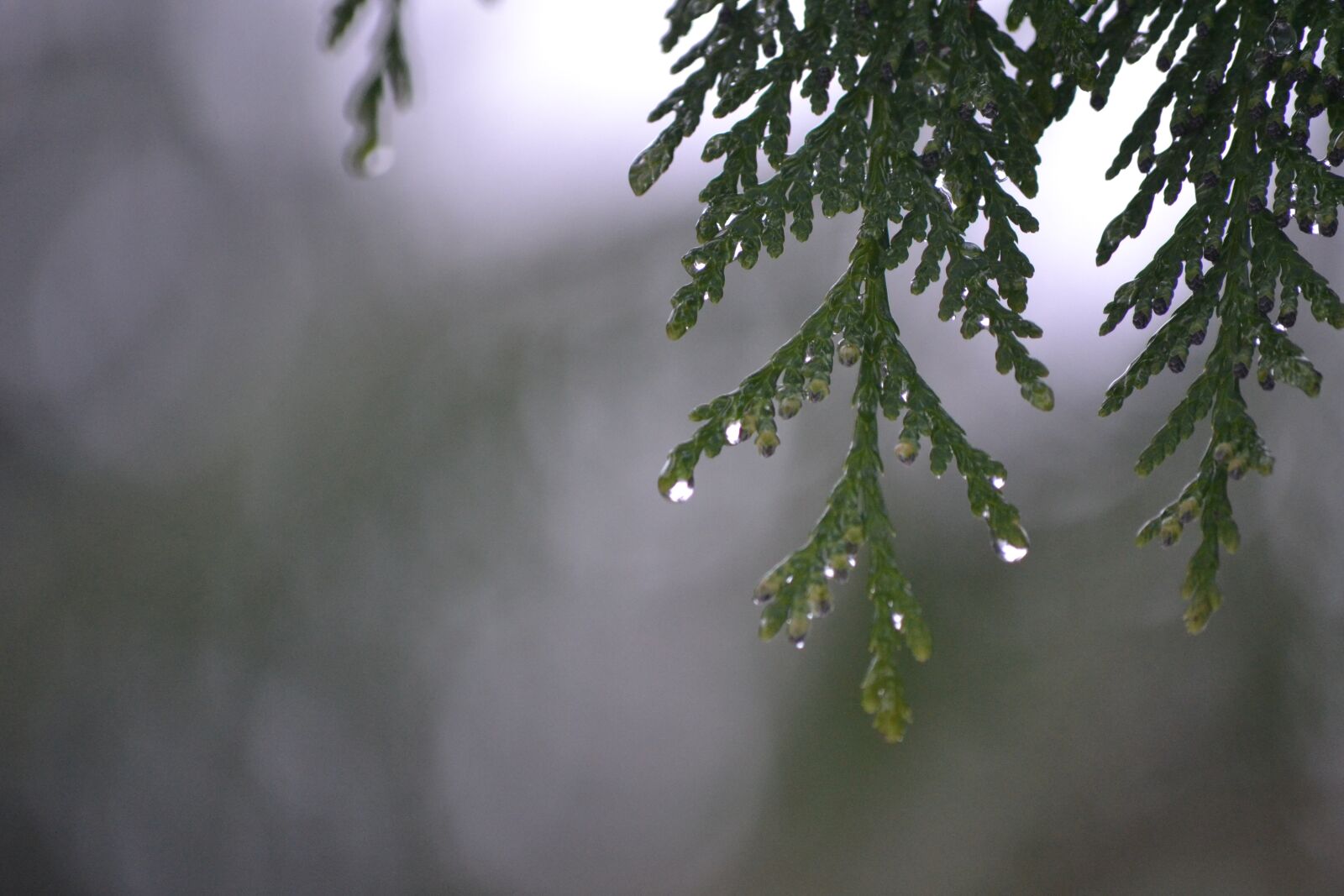 Nikon D3100 sample photo. Tree, rain, dripping photography