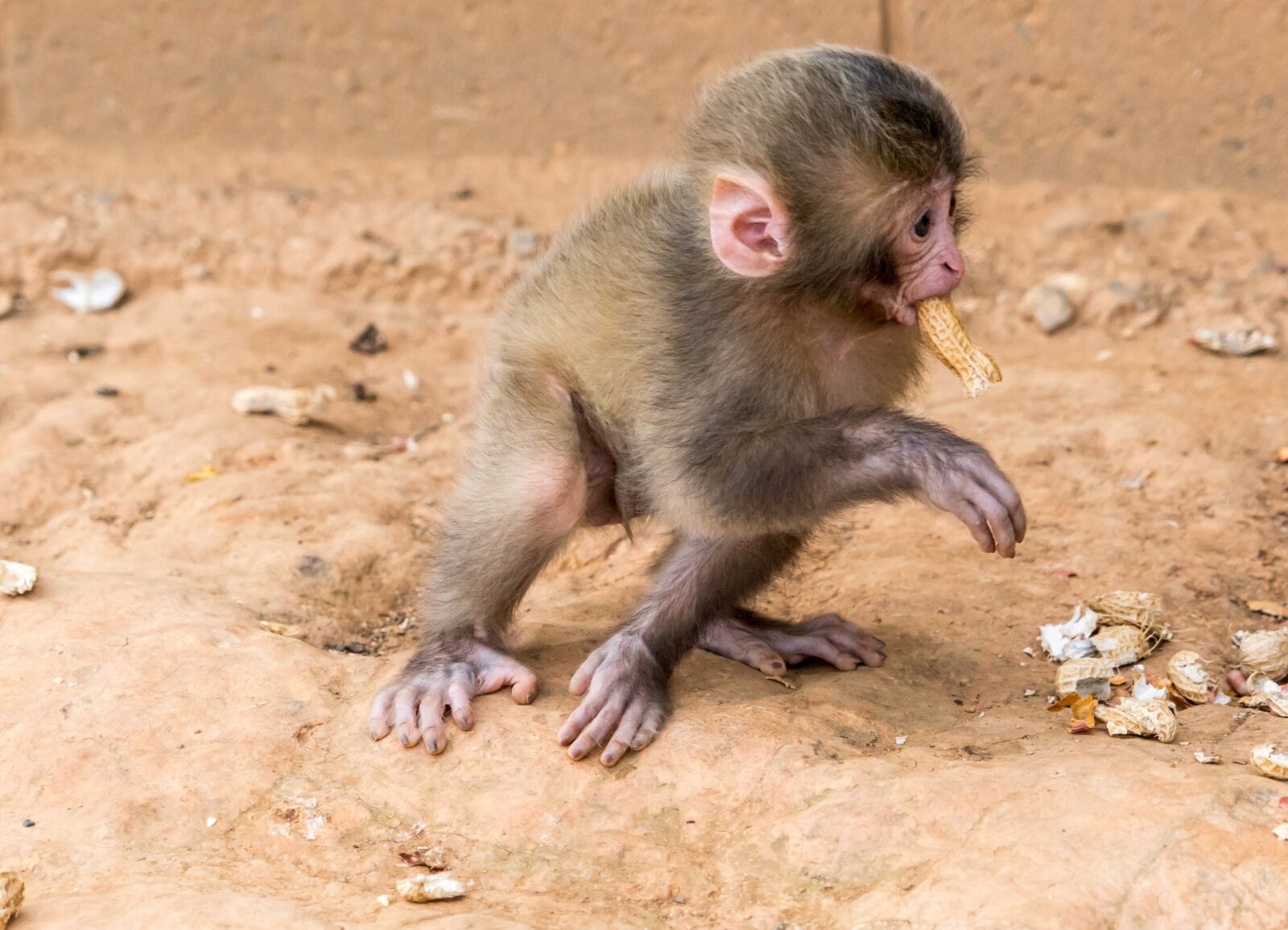 Sony a7R II + Sony FE 24-240mm F3.5-6.3 OSS sample photo. Monkey, baby, eating peanut photography