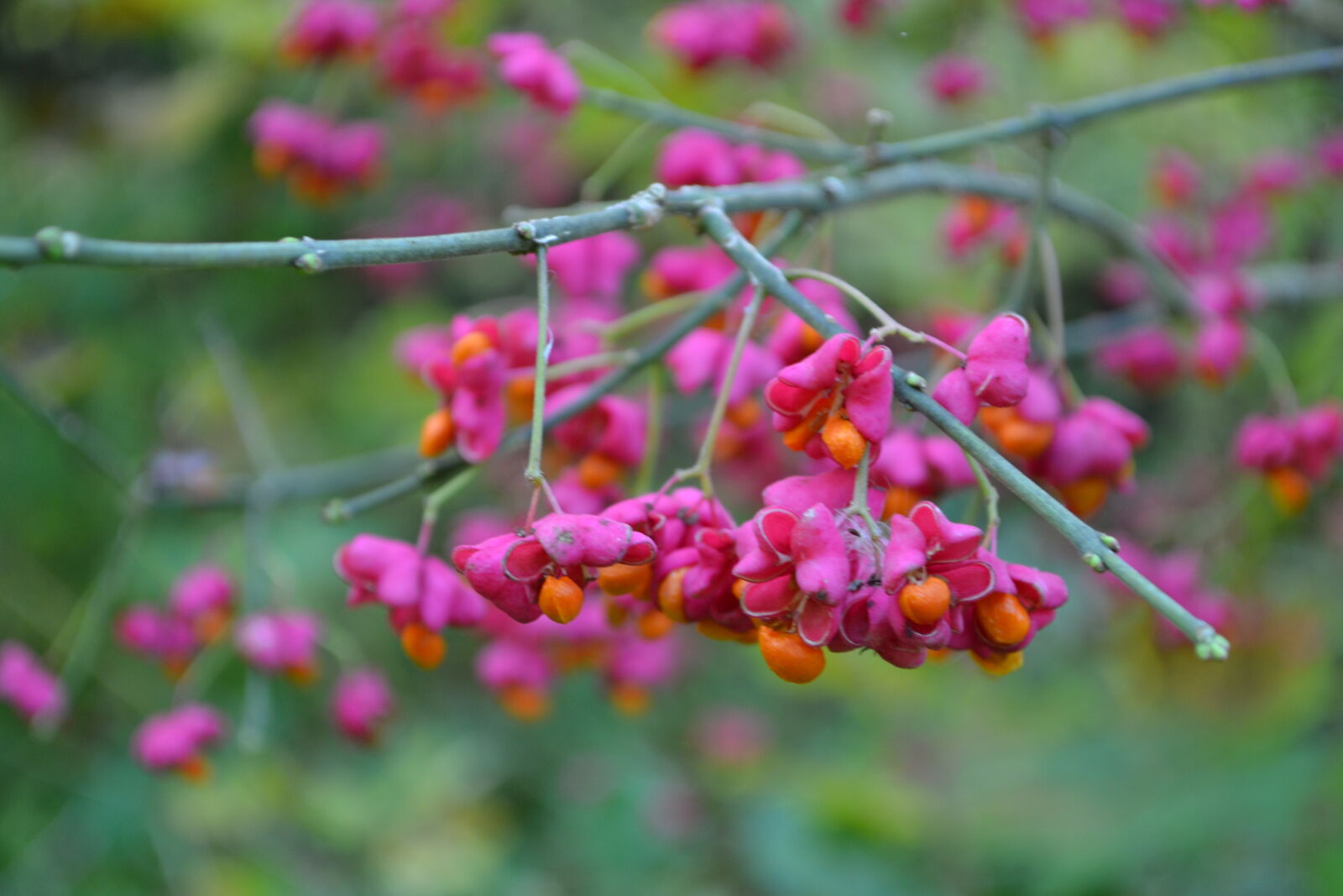 Nikon D3100 sample photo. Branch, branches, twig photography