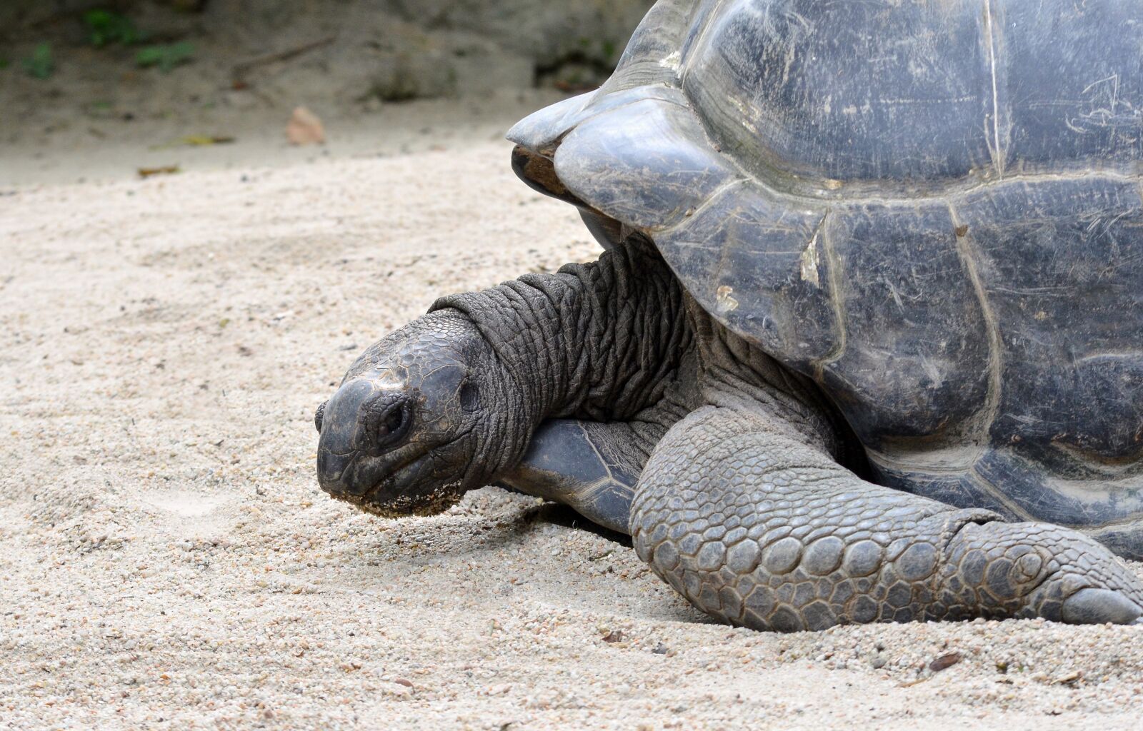 Nikon D7000 sample photo. Giant tortoise, wildlife, shell photography