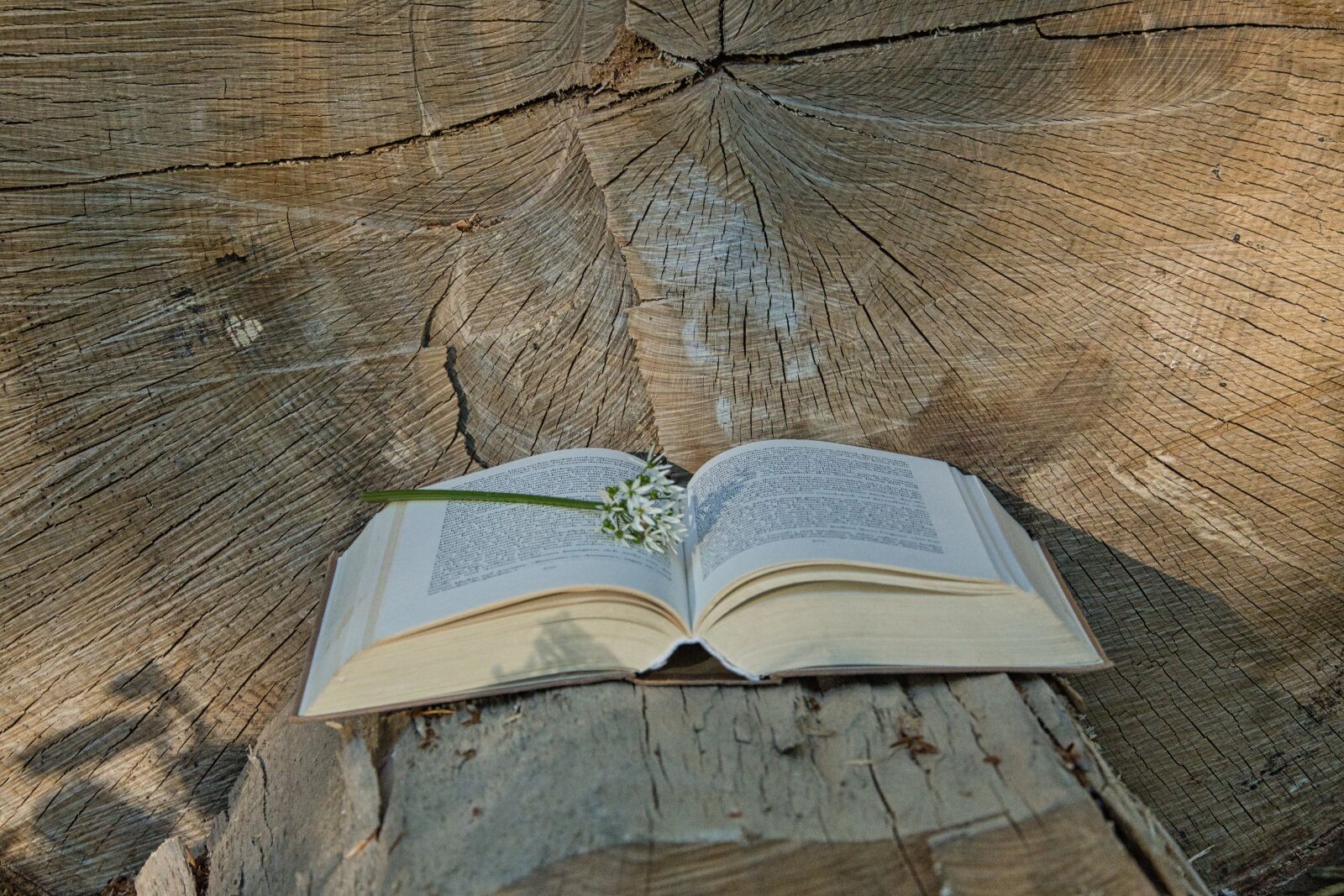 Sony a6400 sample photo. Book, tree, wood photography