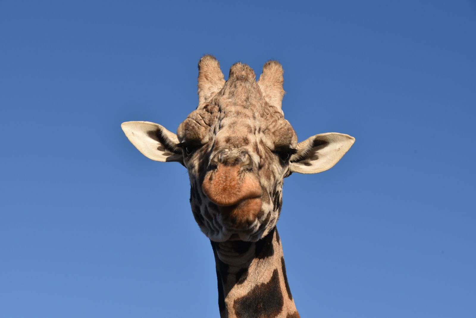 Nikon D750 sample photo. Giraffe, animal, wildlife photography