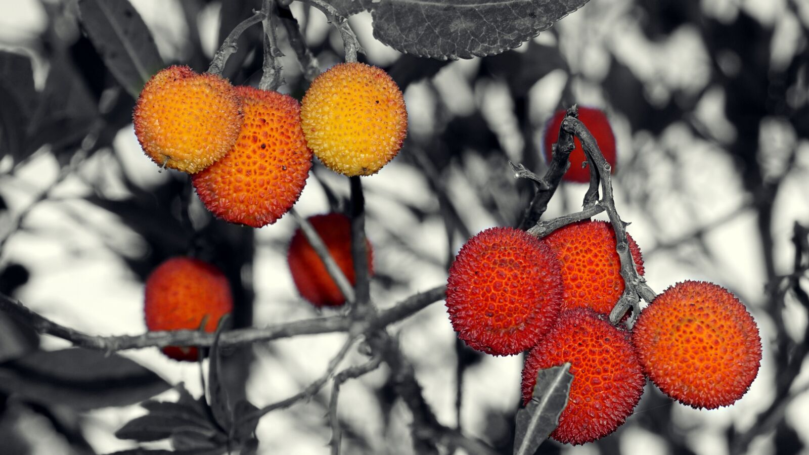 Sony E 16-50mm F3.5-5.6 PZ OSS sample photo. Berries, wild, red berries photography