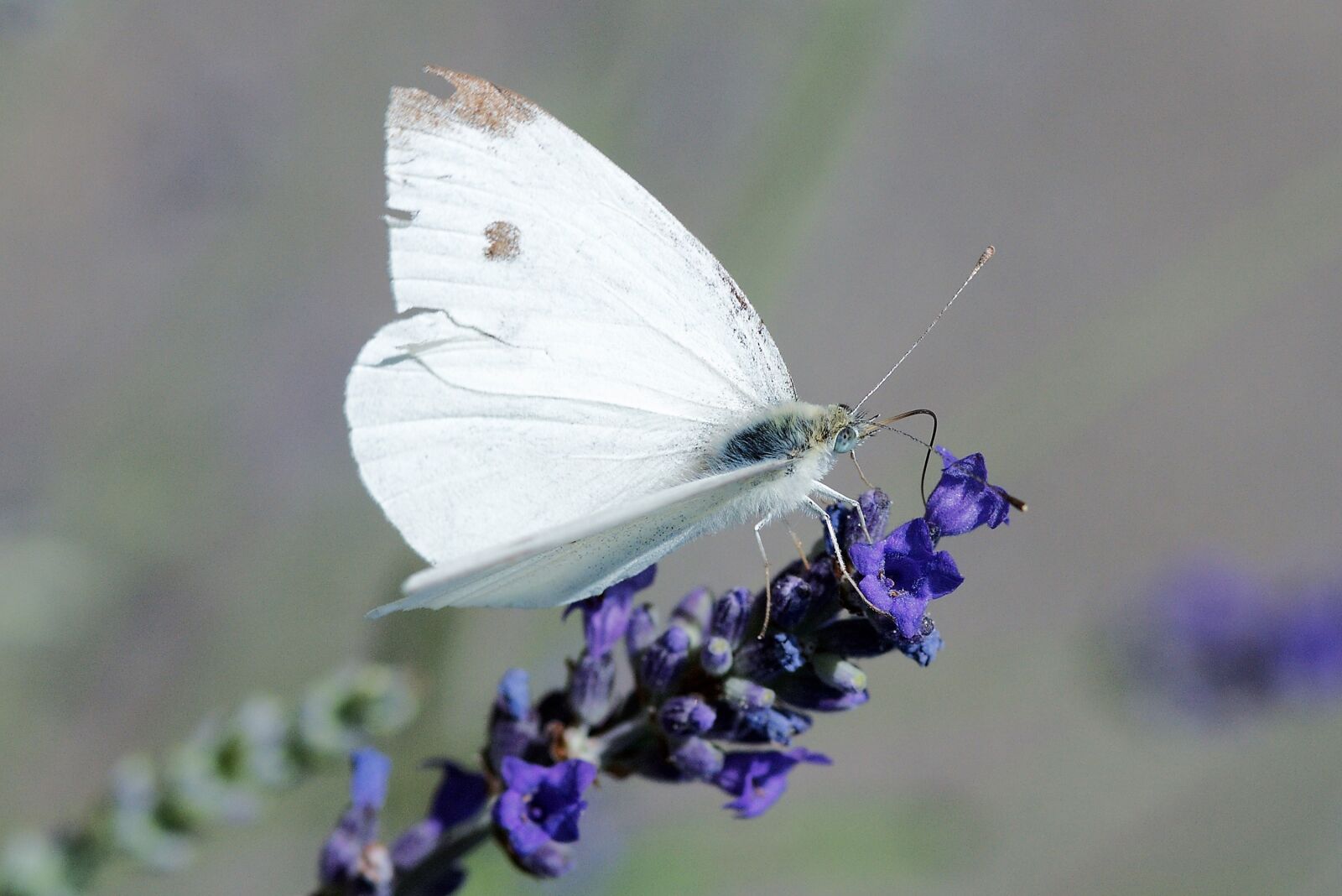 Nikon D300 sample photo. Butterfly, imported cabbageworm, cabbage photography