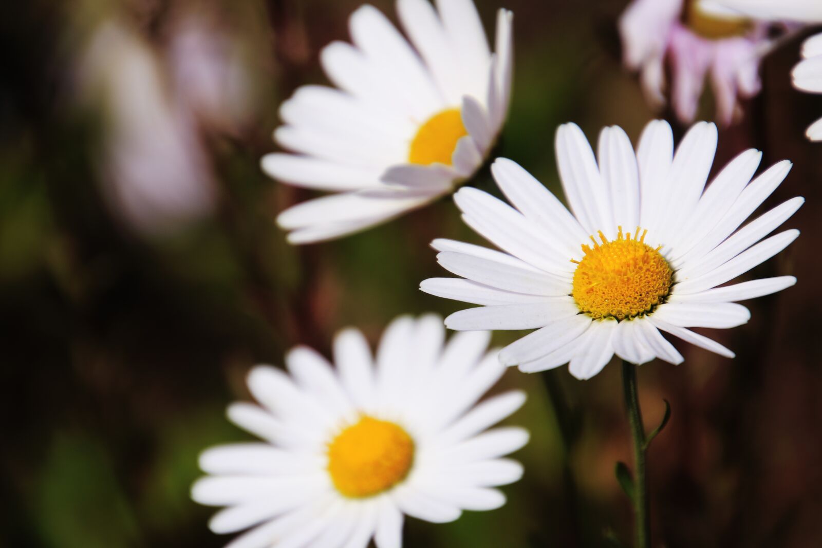 Canon EOS 70D sample photo. Daisy, flowers, nature photography