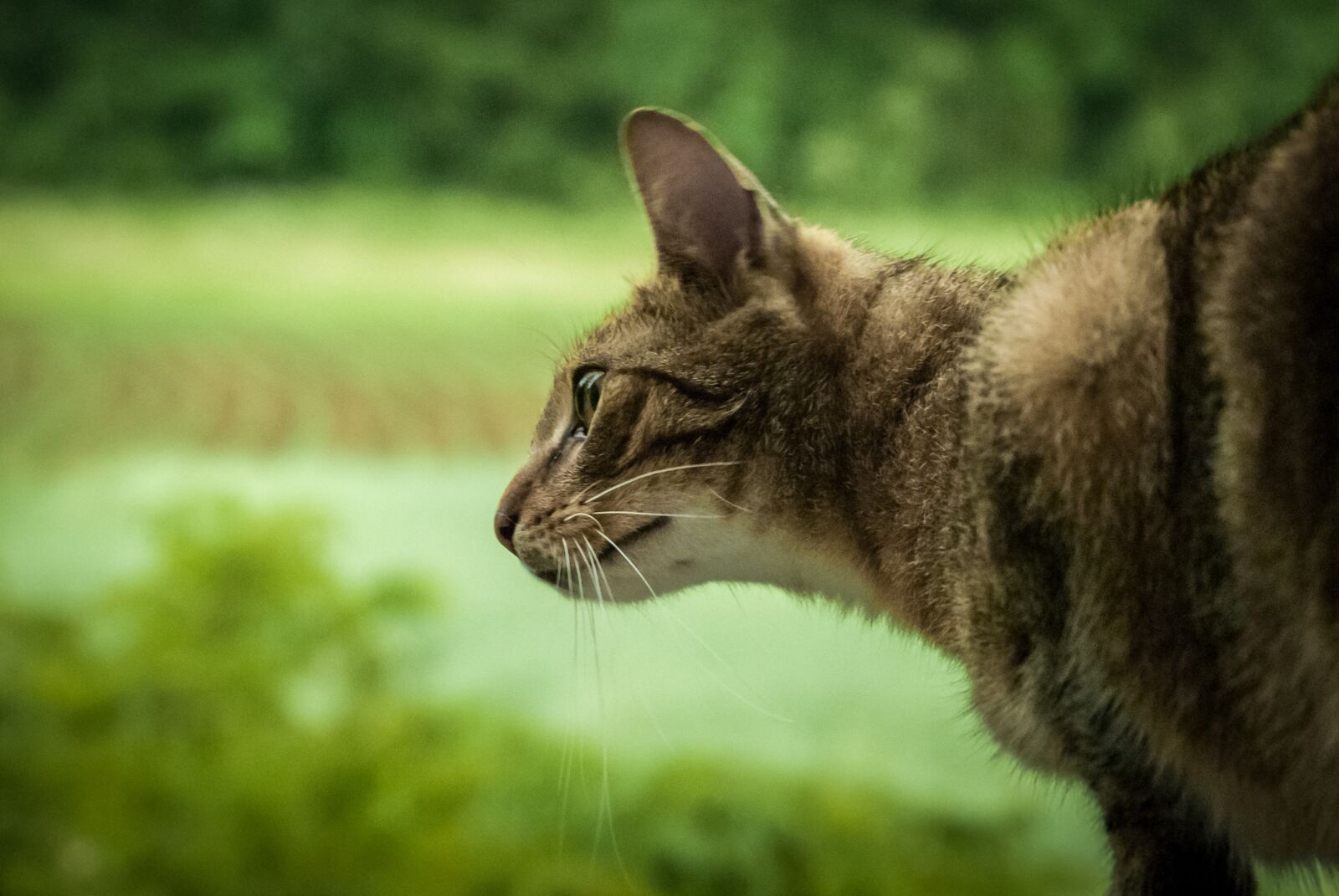 Nikon D60 sample photo. Hunter, hunting, cat photography