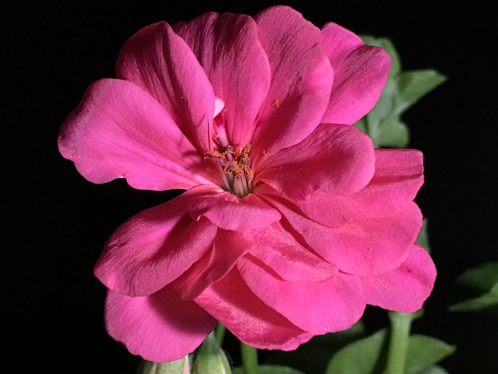 Apple iPhone 6s Plus sample photo. Pink flower, pistils, pistil photography