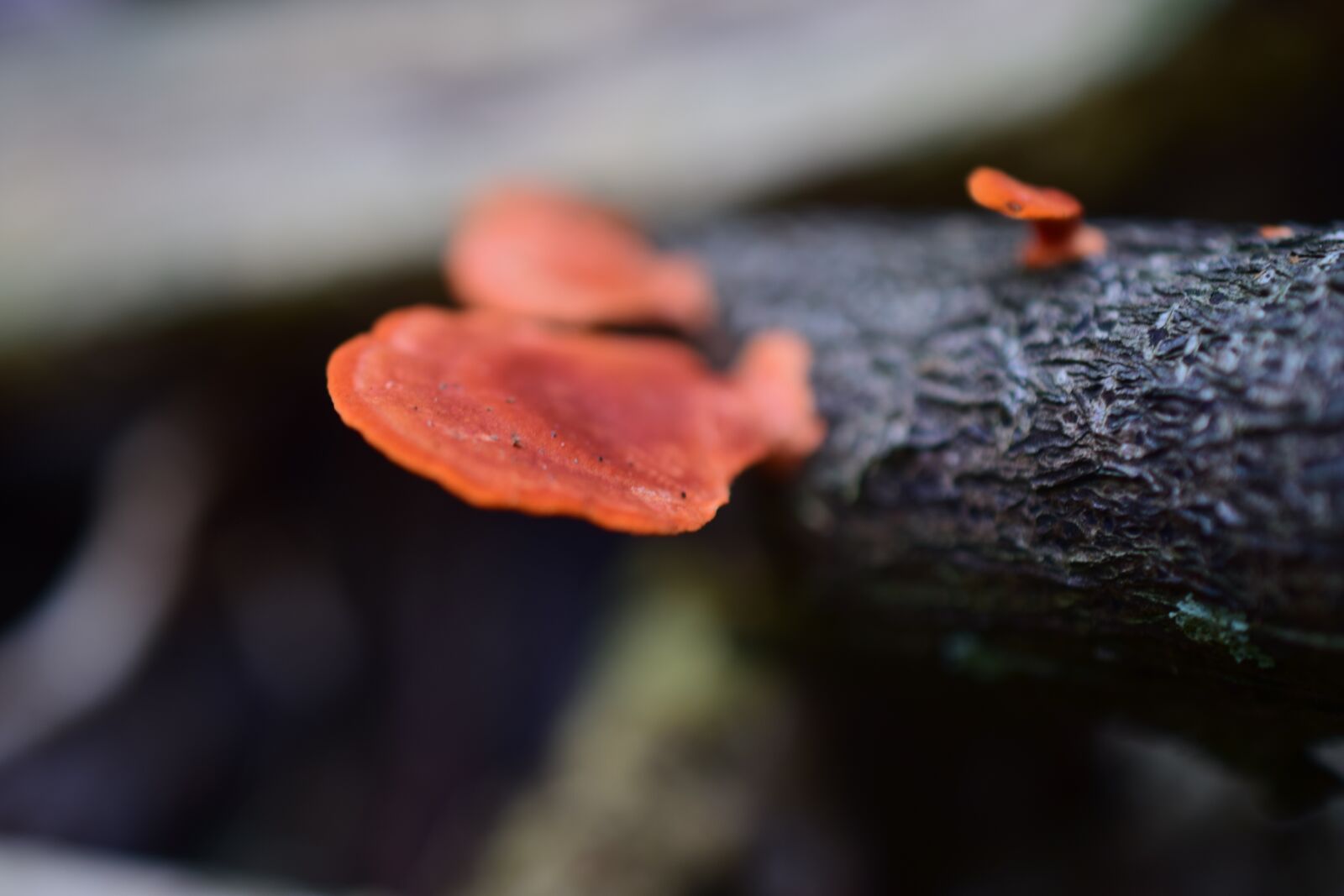 Nikon D5300 sample photo. Fungus, nature, mushrooms photography