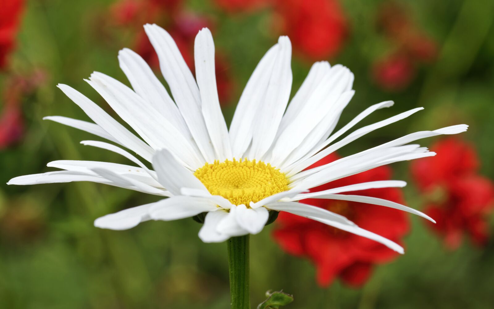 Nikon D5300 sample photo. Flower, daisy, white petals photography
