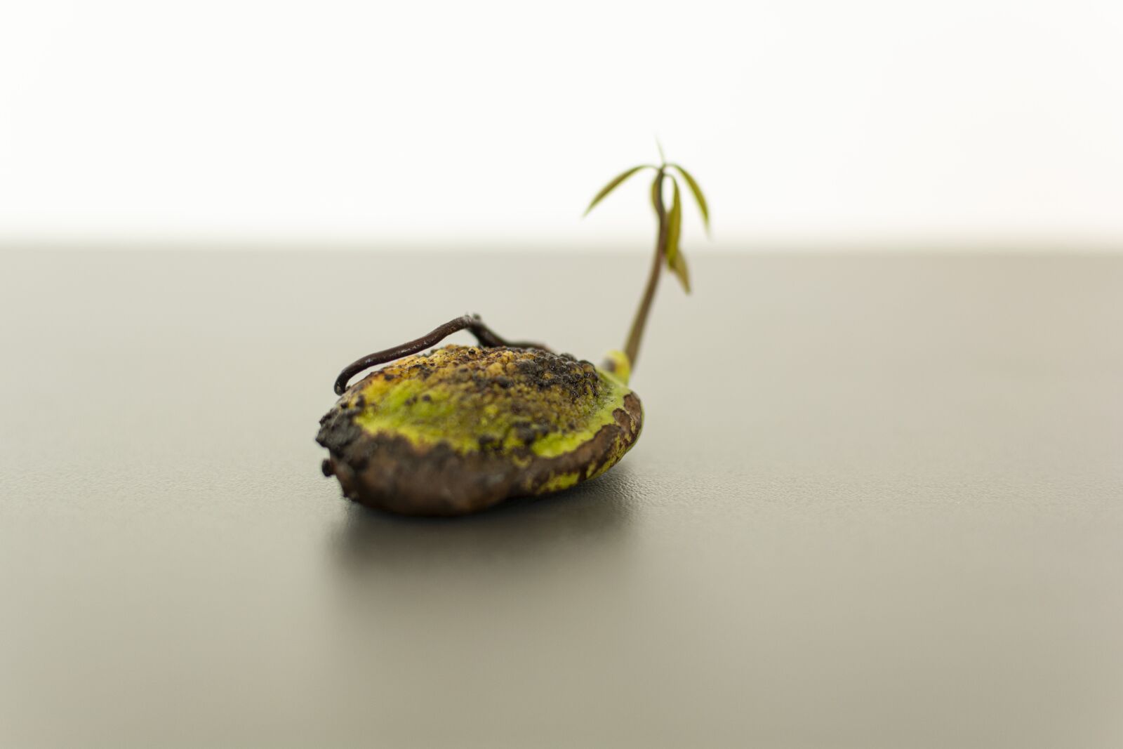 Nikon D7100 sample photo. Mango, same, plant photography