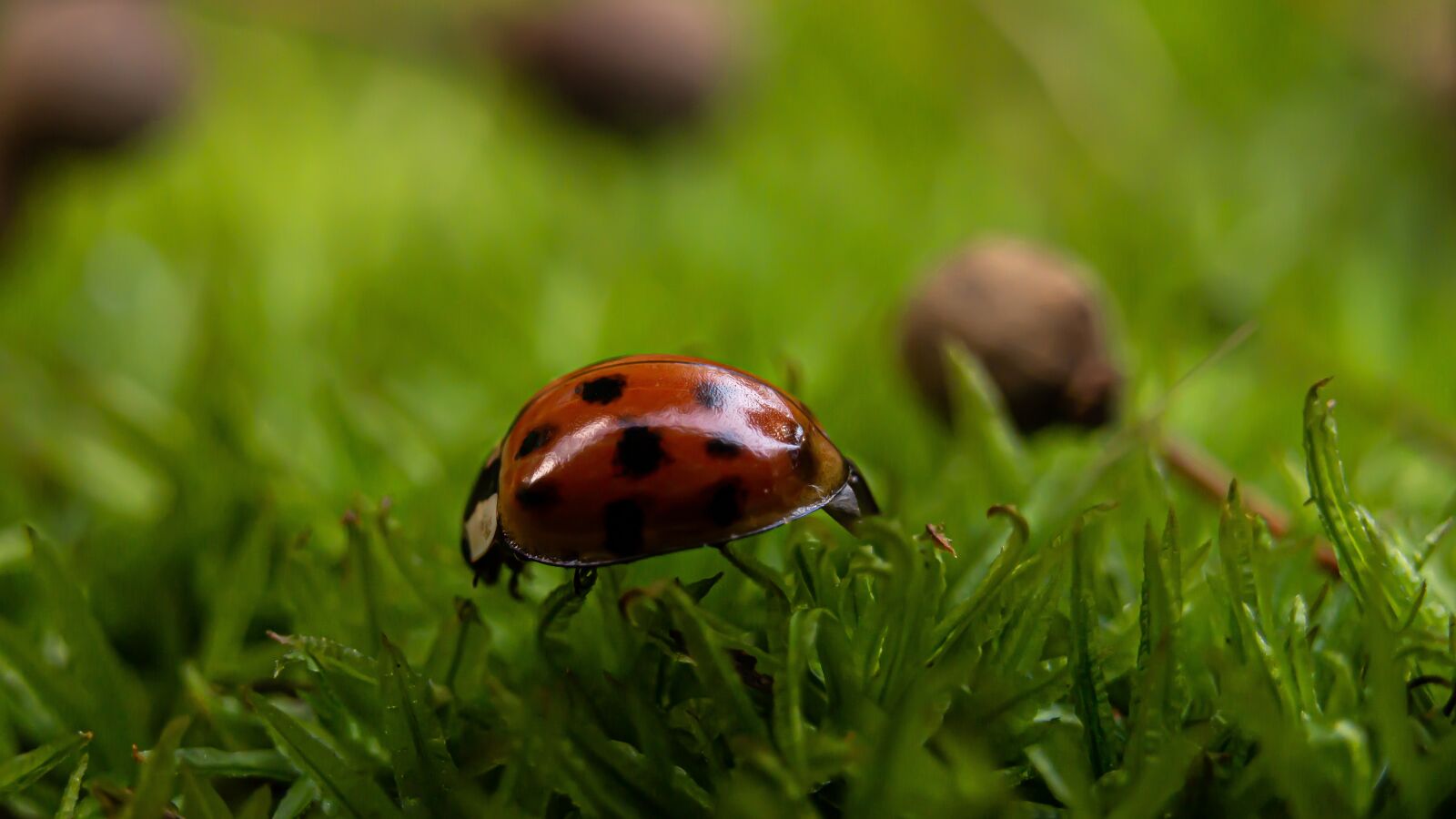 Olympus PEN E-PL6 sample photo. Ladybug, beetle, macro photography photography