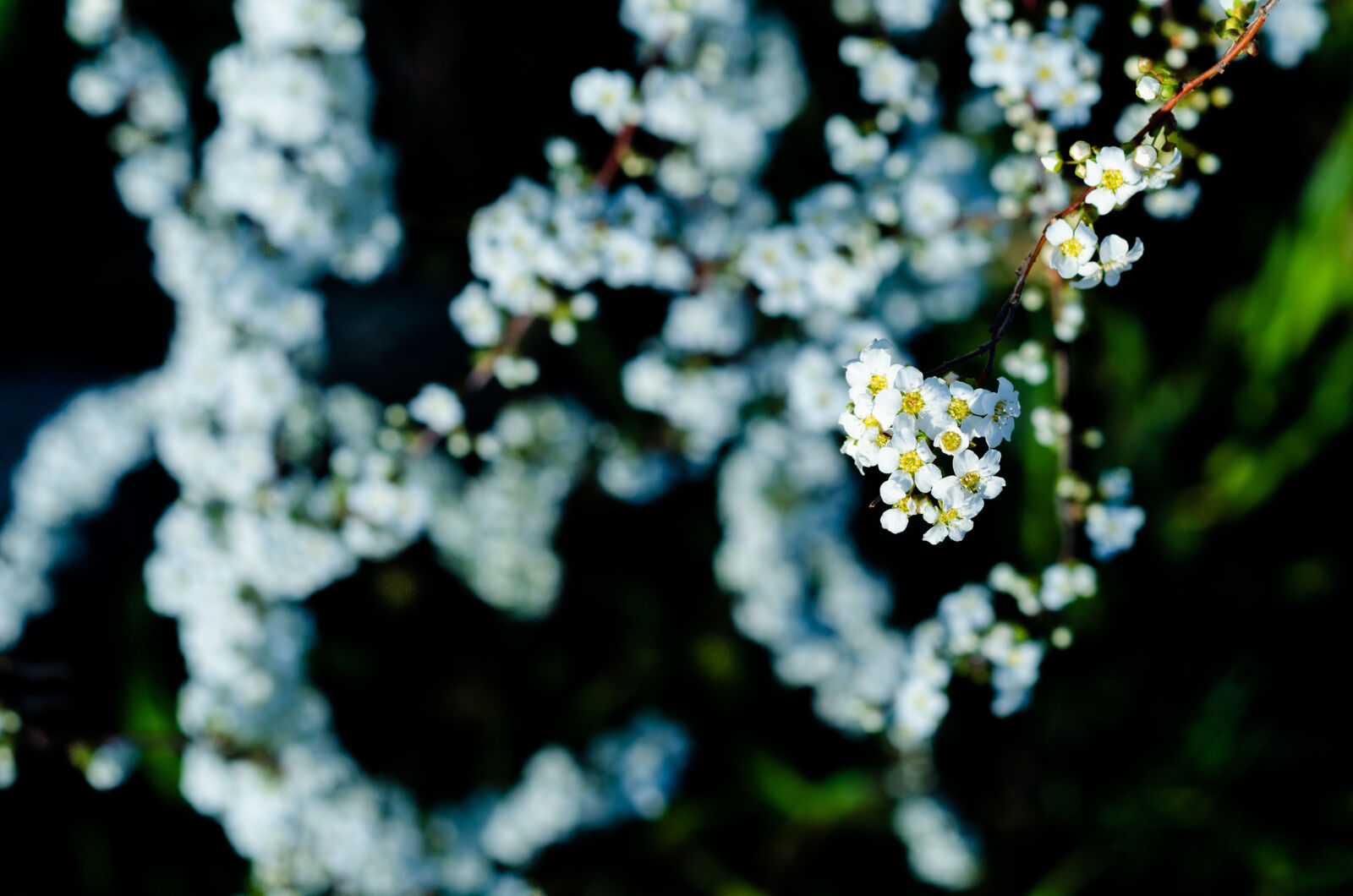 ZEISS Makro-Planar T* 50mm F2 sample photo. Flower, flowers, plants, stroll photography