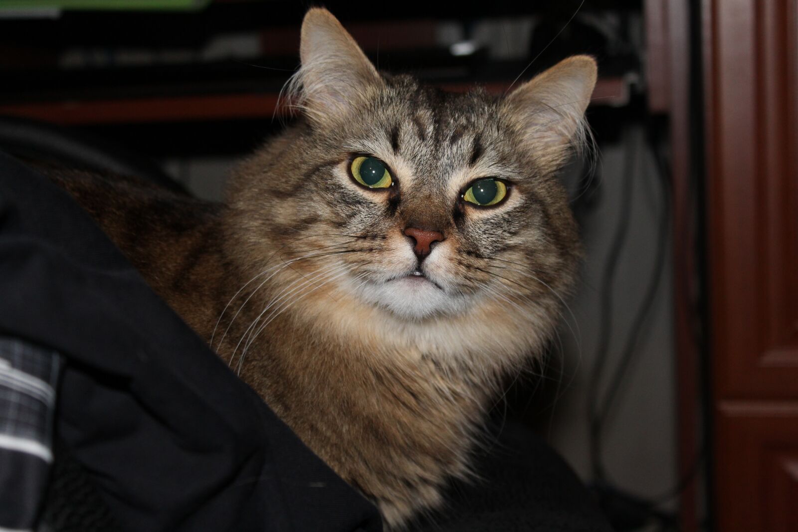 Canon EOS 1300D (EOS Rebel T6 / EOS Kiss X80) sample photo. Cat, night, predator photography