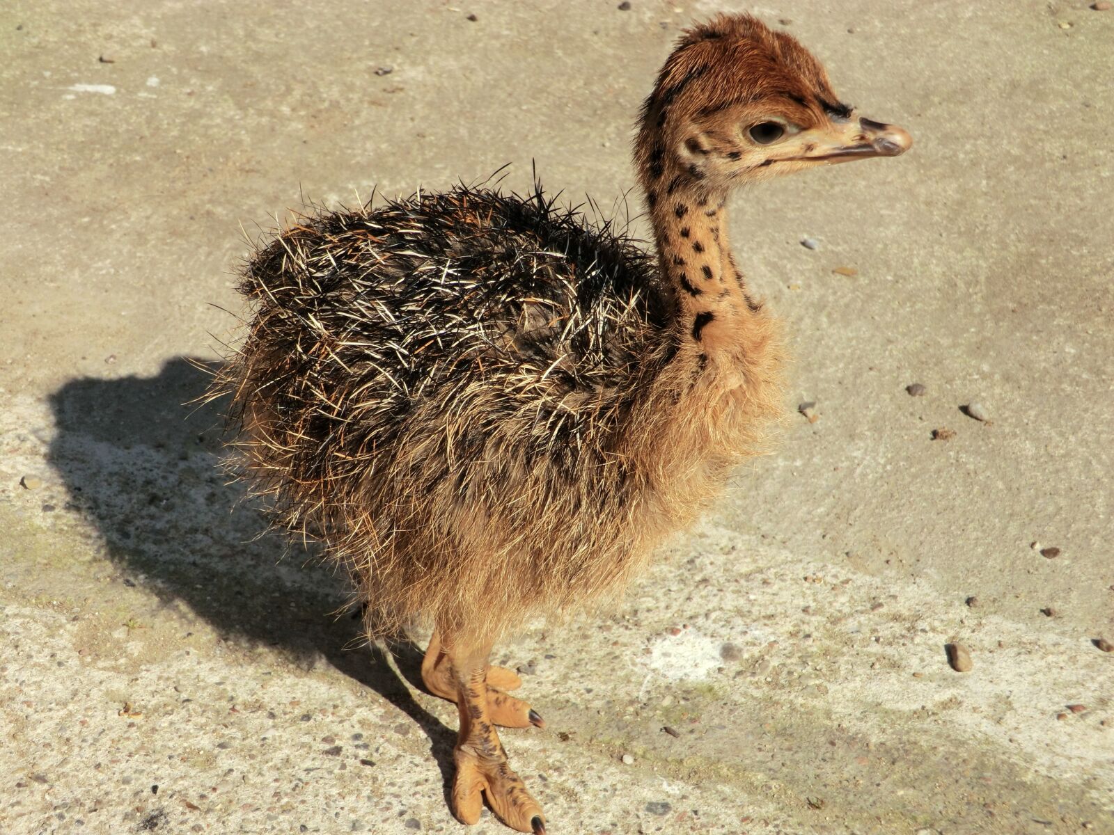 CASIO EX-H20G sample photo. Ostrich, ostrich farm, bird photography