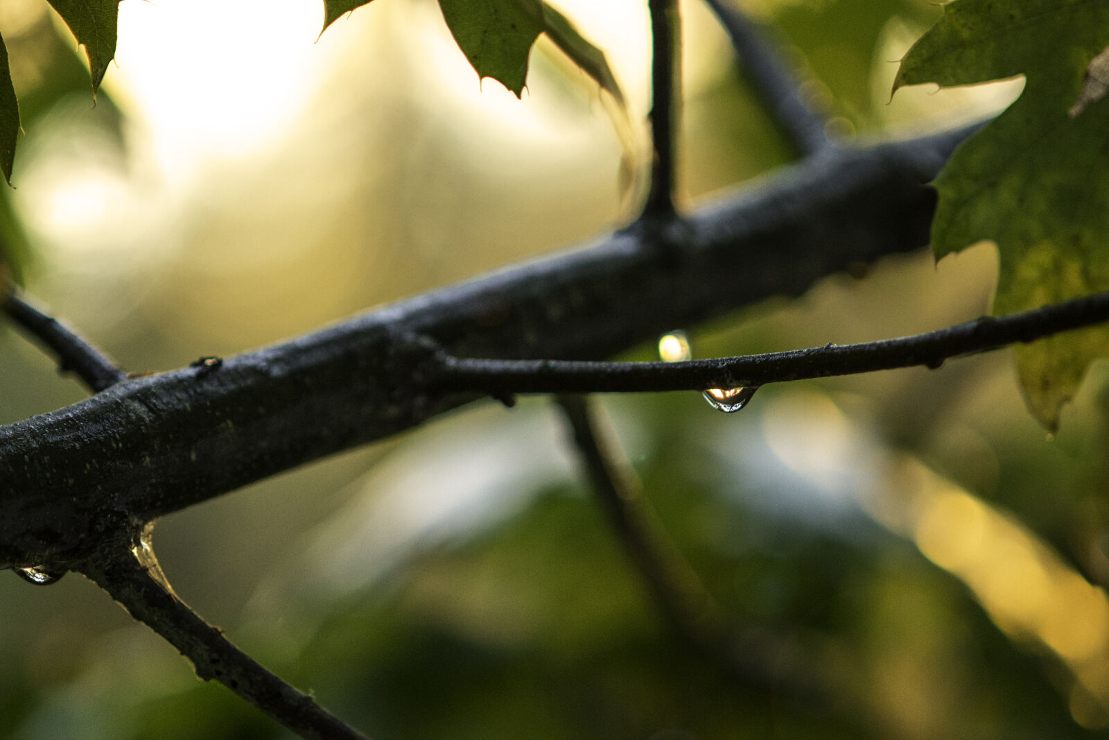 Nikon D800E + Nikon AF-S Micro-Nikkor 105mm F2.8G IF-ED VR sample photo. Water, droplet photography