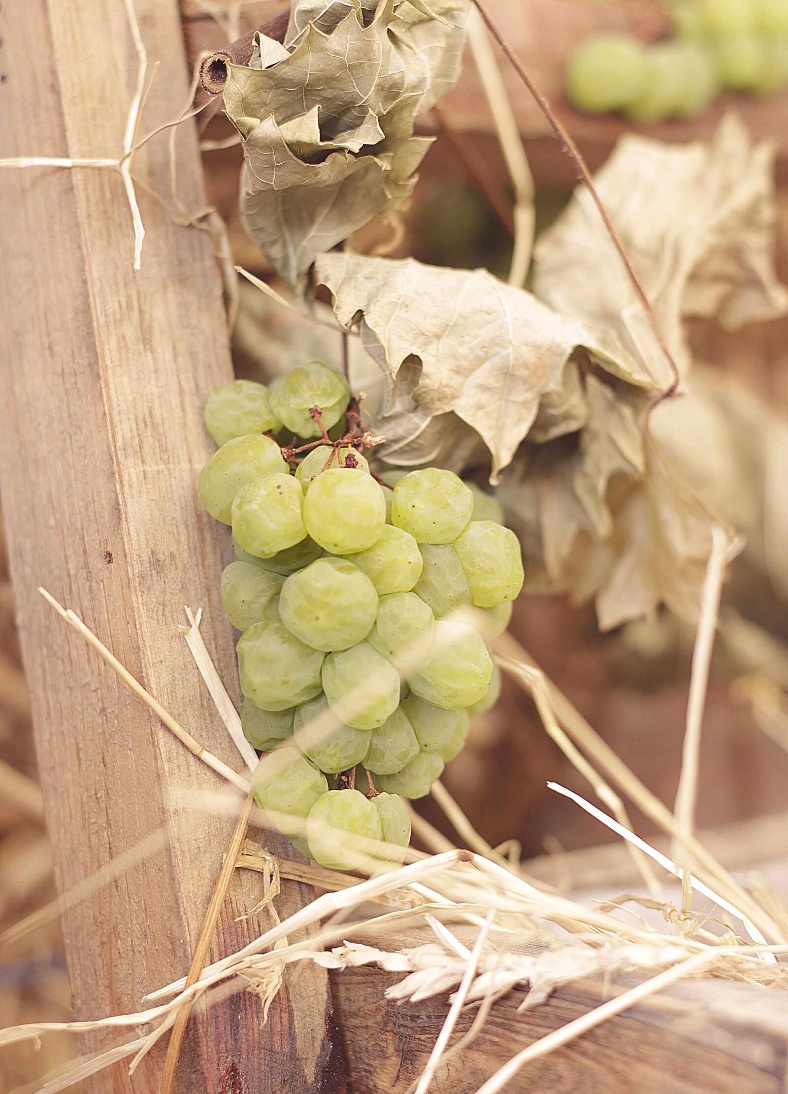 Canon EOS 100D (EOS Rebel SL1 / EOS Kiss X7) + Canon EF 50mm F1.8 STM sample photo. Autumn, grapes, leaves photography