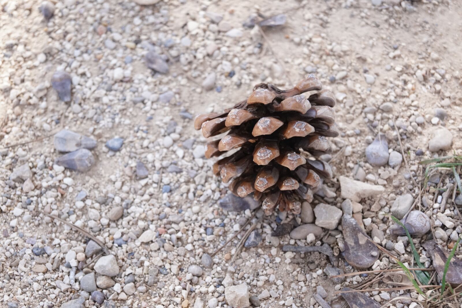 Sony SLT-A68 sample photo. Cone, pine cone, sand photography