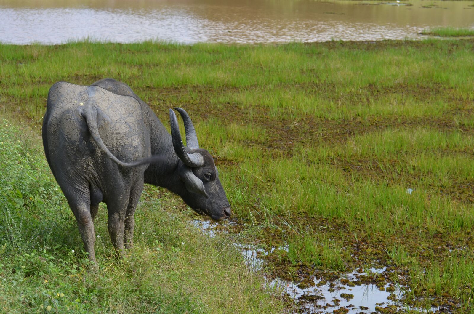 Nikon D7000 sample photo. Water buffalo, sri lanka photography
