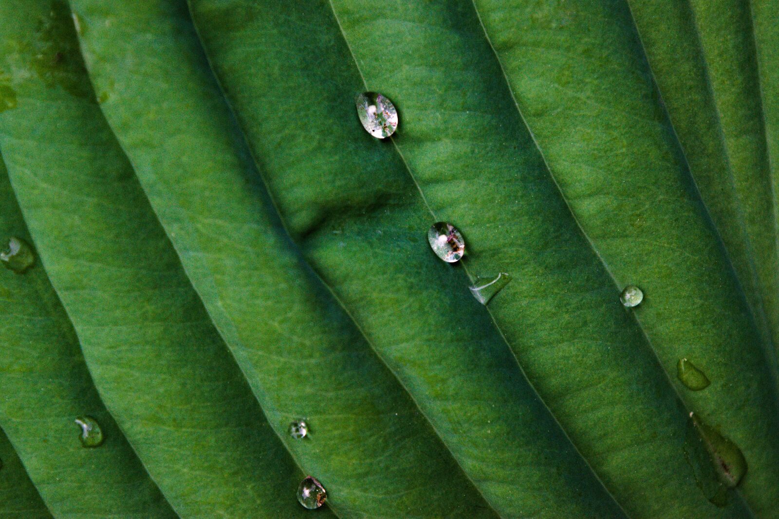 Nikon D3300 sample photo. Raindrops on leaves, water photography