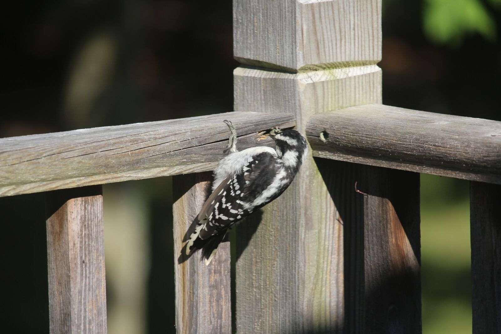 Canon EOS 1200D (EOS Rebel T5 / EOS Kiss X70 / EOS Hi) sample photo. Woodpecker, bird, animal photography