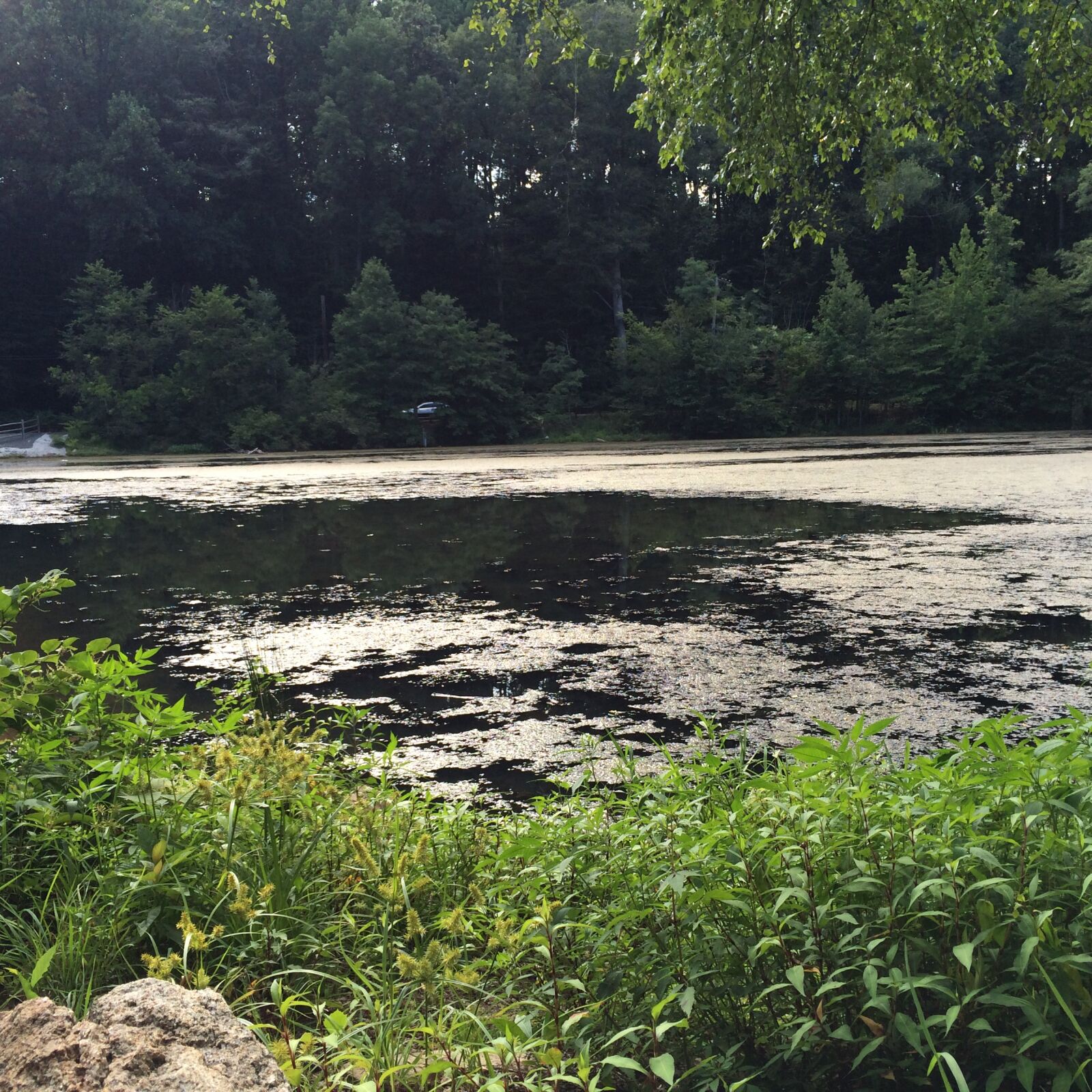 Apple iPhone 5s sample photo. Lake, water, woods photography