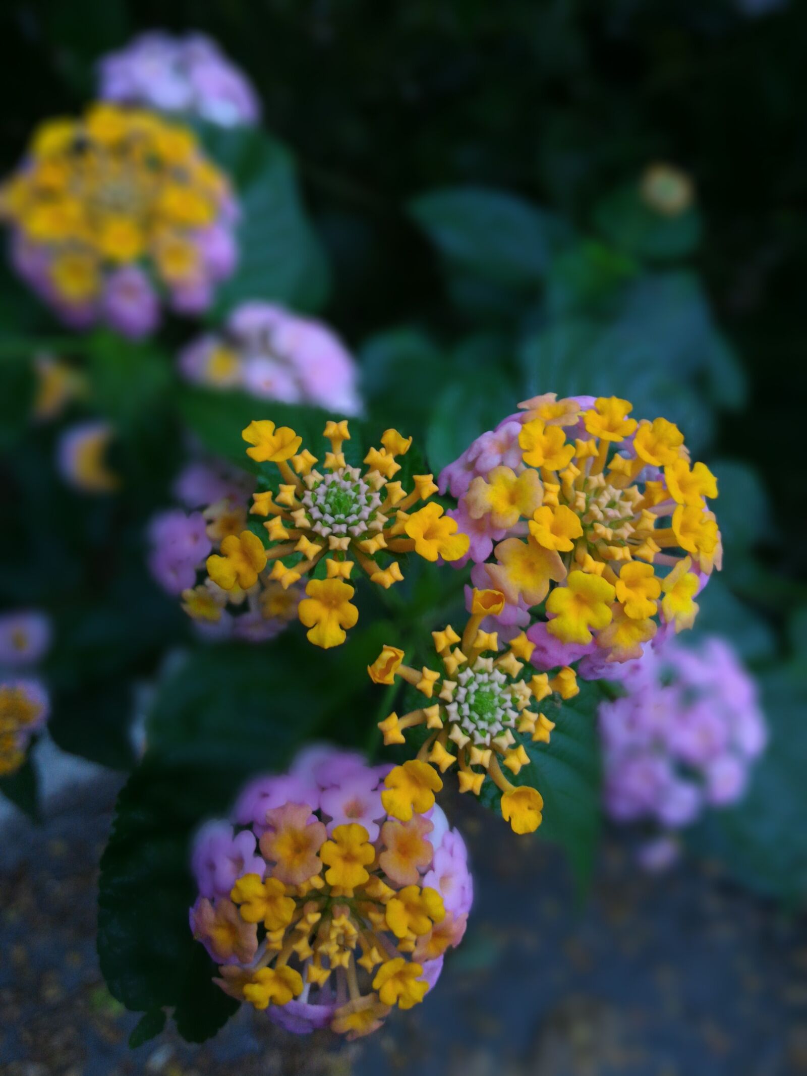ASUS Z008D sample photo. Flower, nature, flora photography