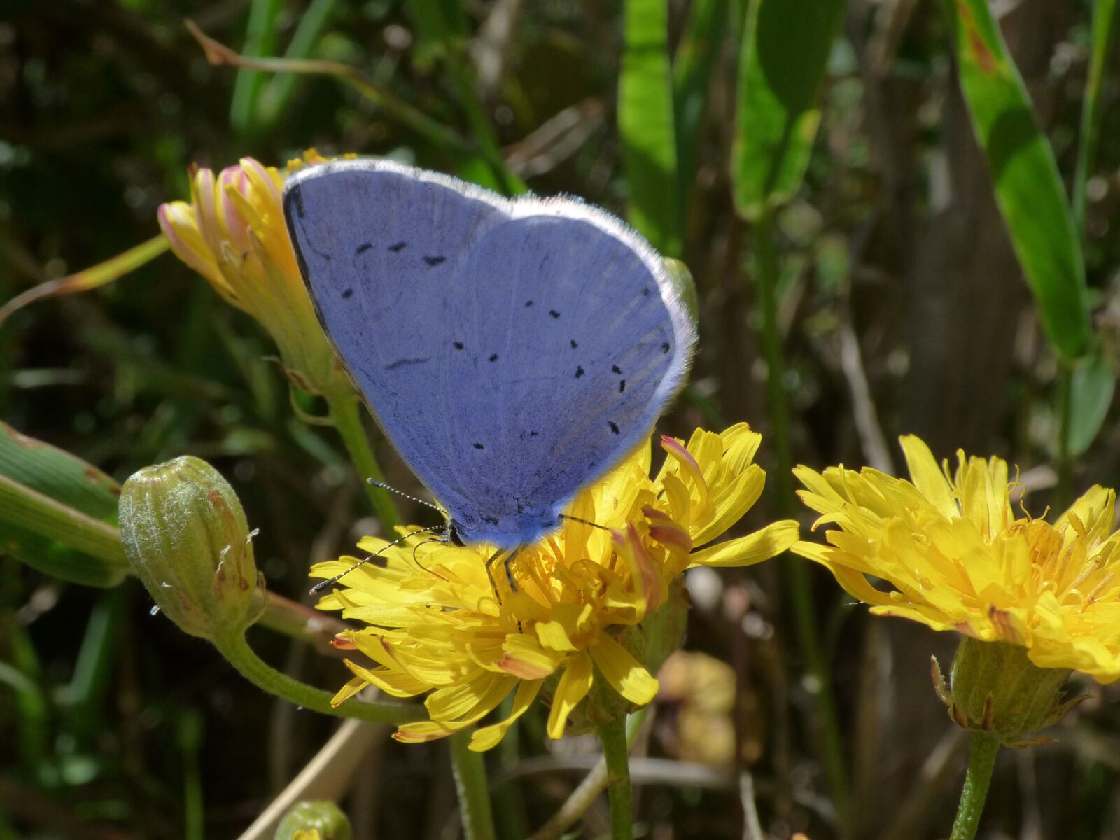 Panasonic Lumix DMC-FZ70 sample photo. Blue butterfly, celastrina argiolus photography