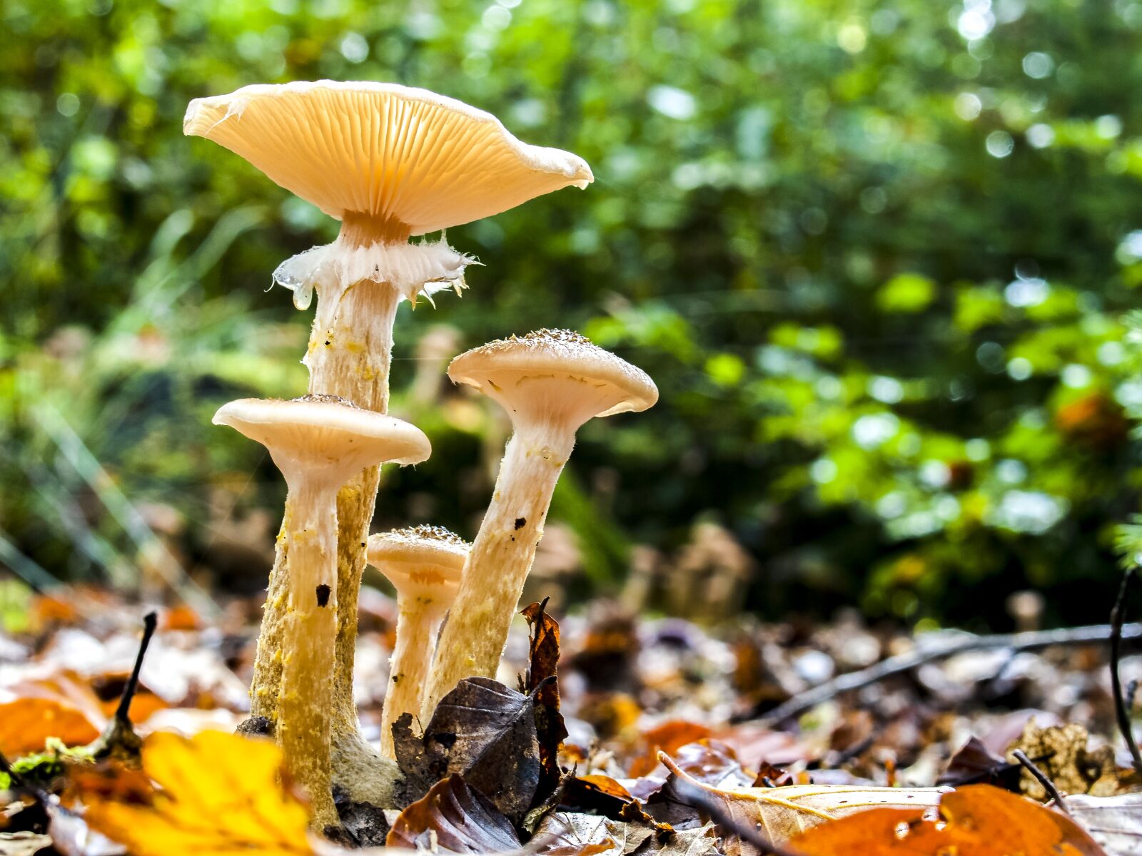 Olympus E-3 sample photo. Mushroom, nature, forest photography