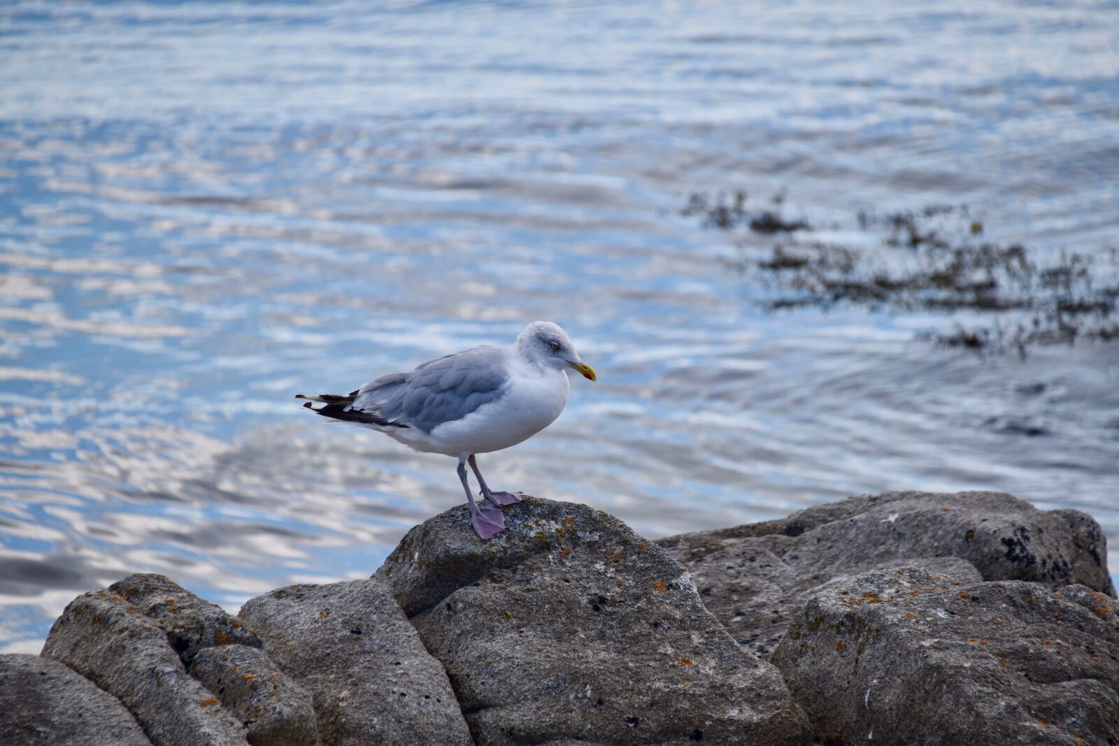 Nikon D5600 sample photo. Gull, a species of photography
