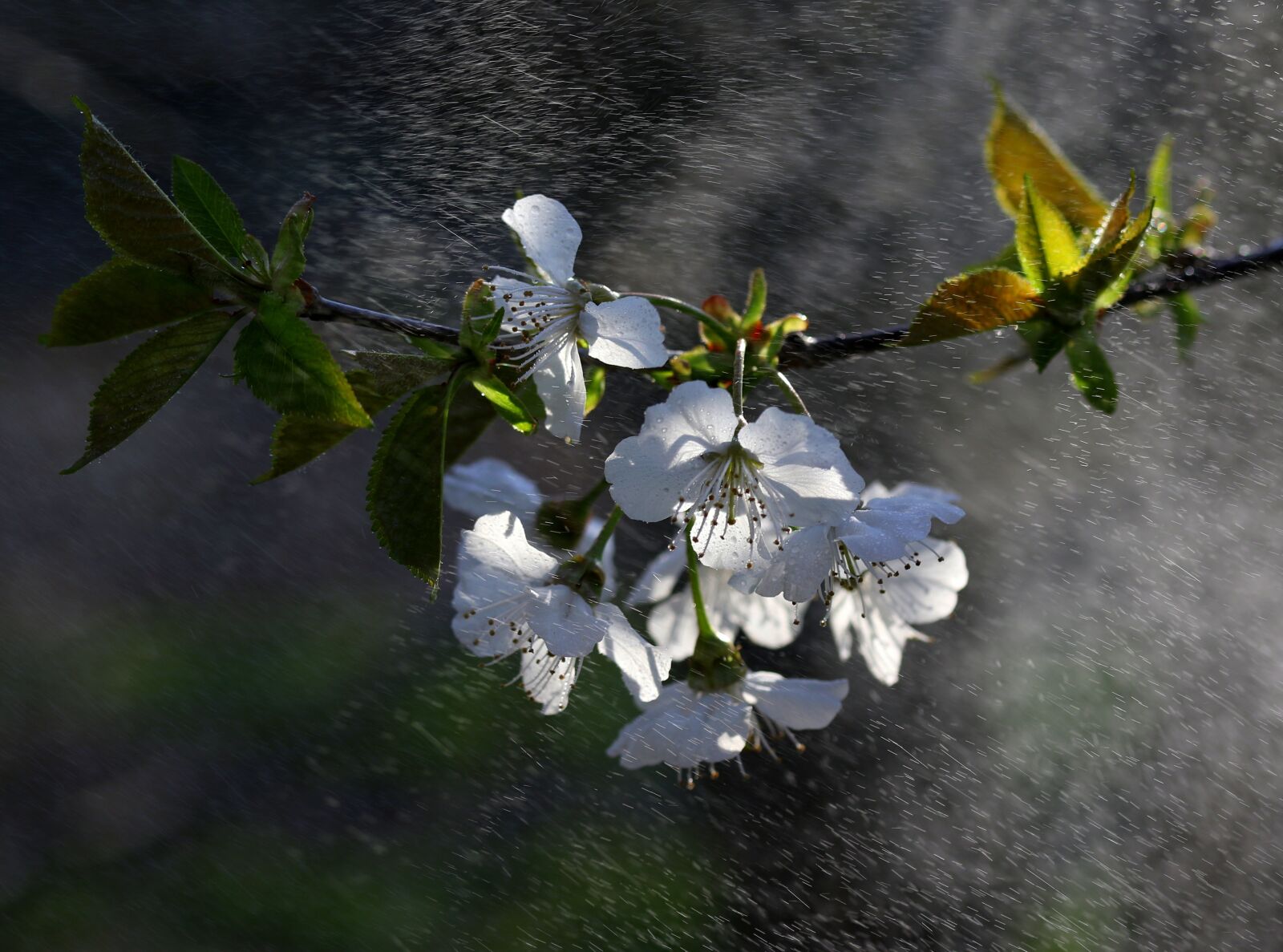 Canon EF-S 60mm F2.8 Macro USM sample photo. Flowers, white, water photography