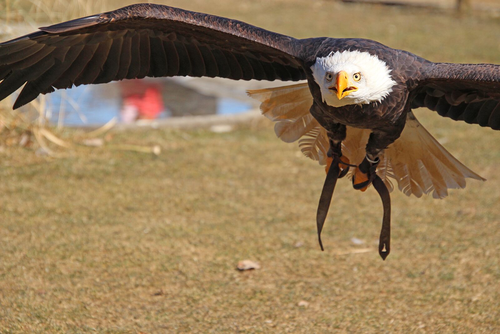 Canon EOS 700D (EOS Rebel T5i / EOS Kiss X7i) sample photo. Adler, bird, predator photography