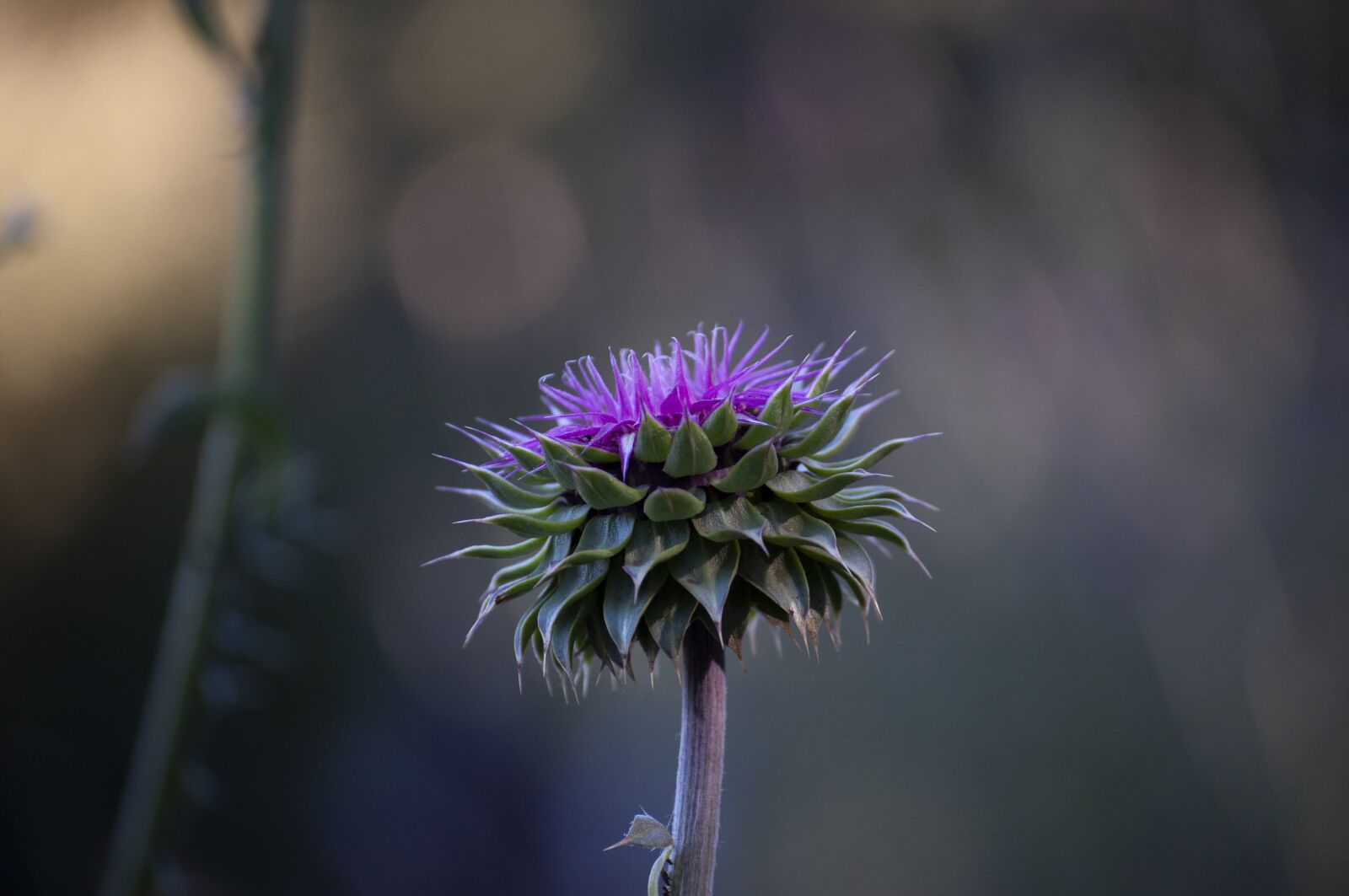 Nikon D5000 sample photo. Nature, animal, animals photography