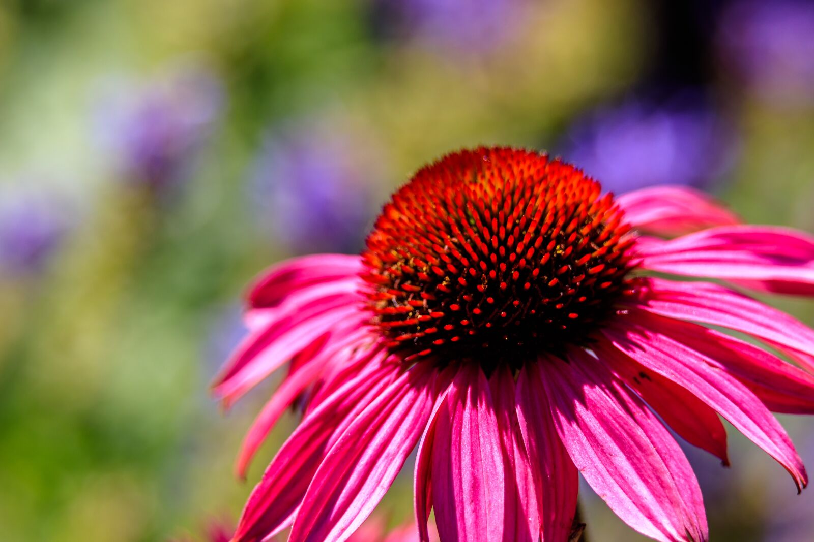 Canon EOS 80D sample photo. Flower, blossom, bloom photography