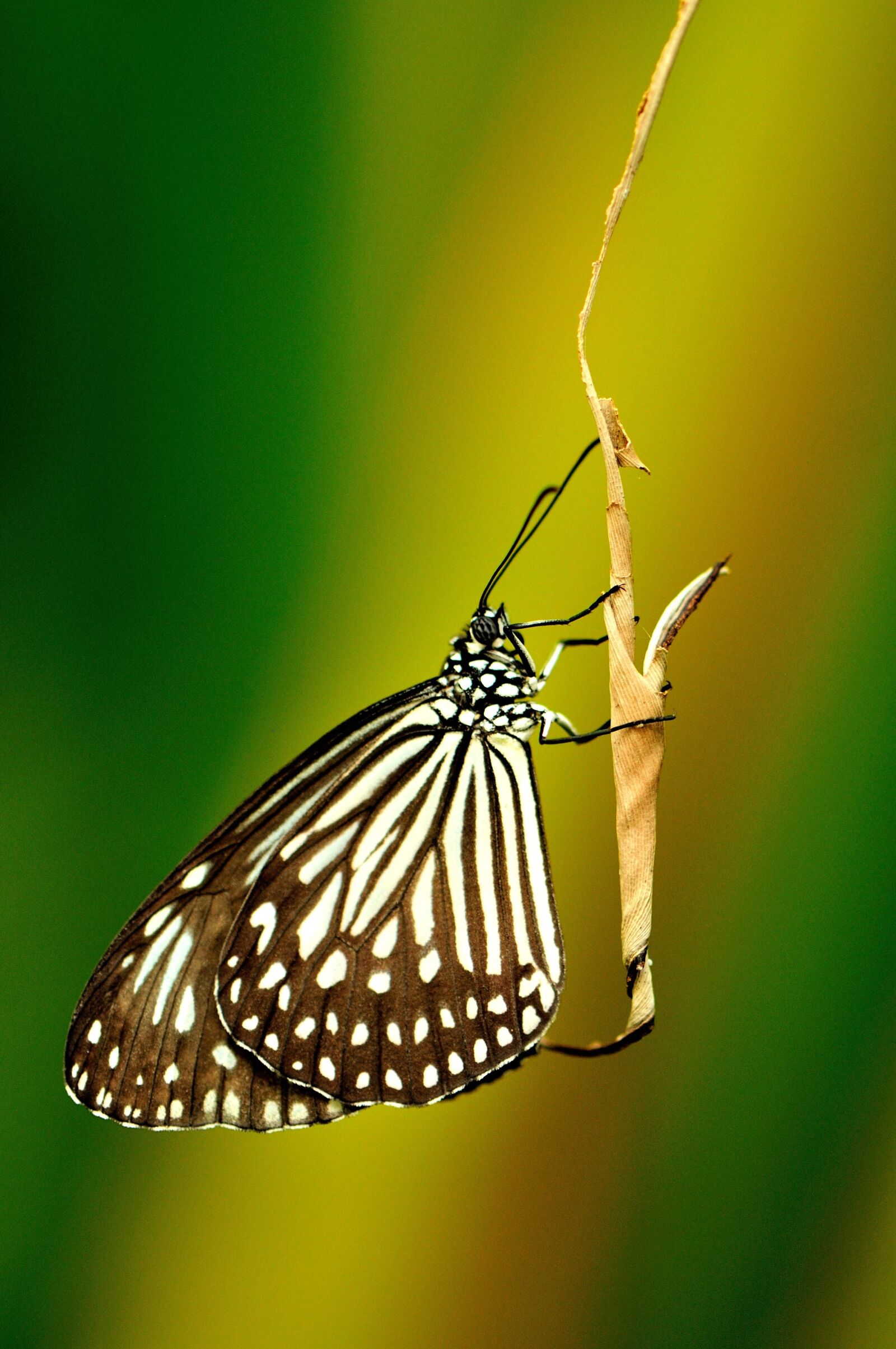 Nikon D300S sample photo. Macro, butterfly photography