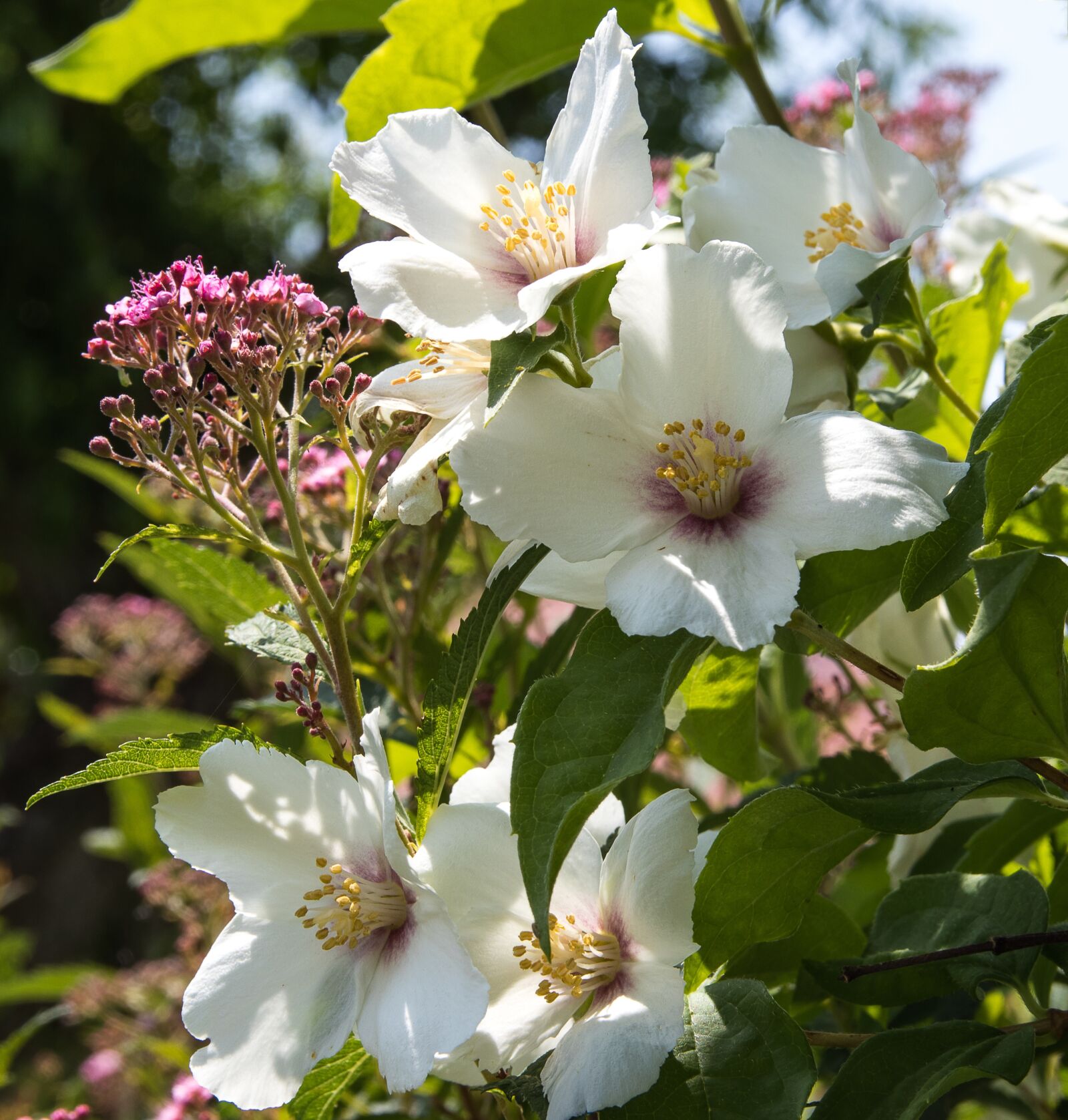 Canon EOS 80D sample photo. Flowers, white flowers, bush photography