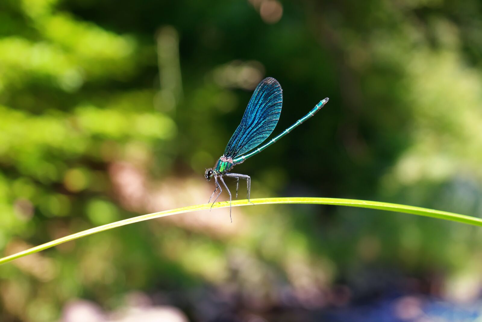 NX 18-55mm F3.5-5.6 sample photo. Dragonfly, nature, insect photography
