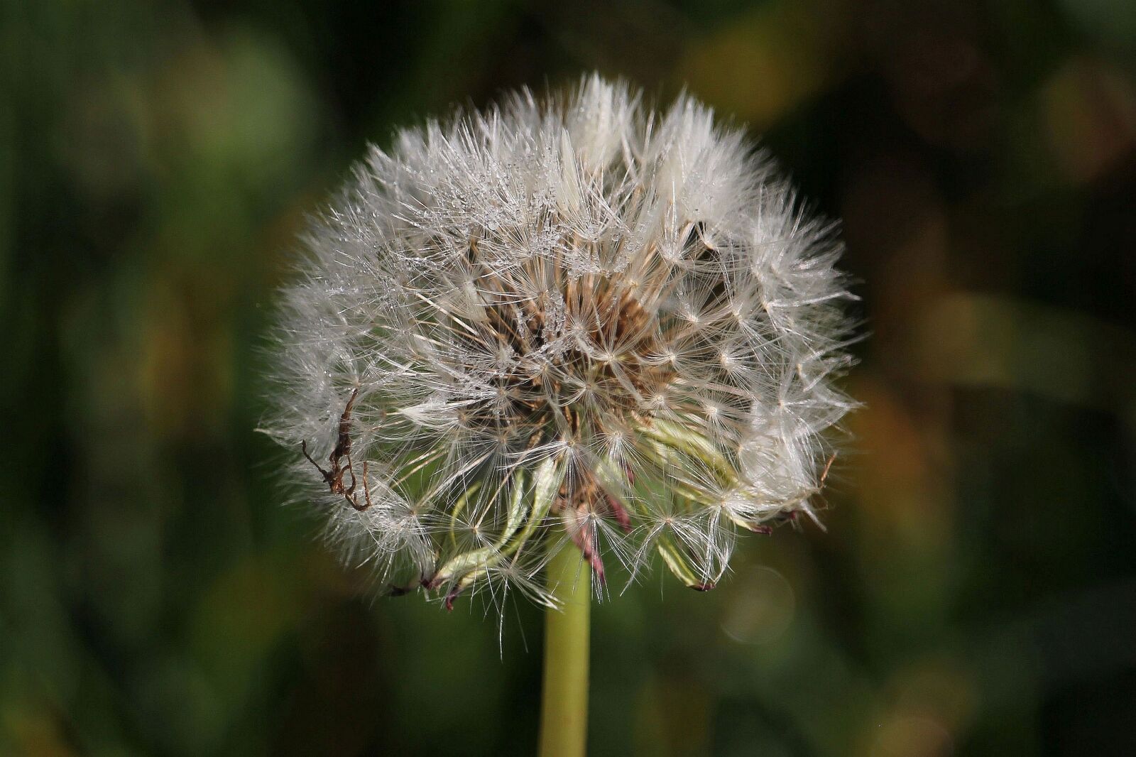 Canon EOS 60D + Canon EF-S 55-250mm F4-5.6 IS STM sample photo. Macro, dandelion, meadow photography