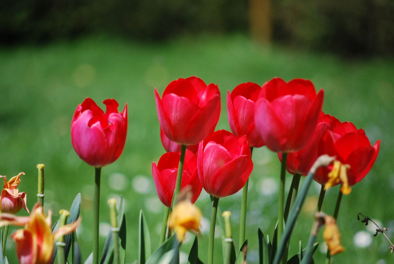 Nikon D60 sample photo. Nature, plant, flower photography