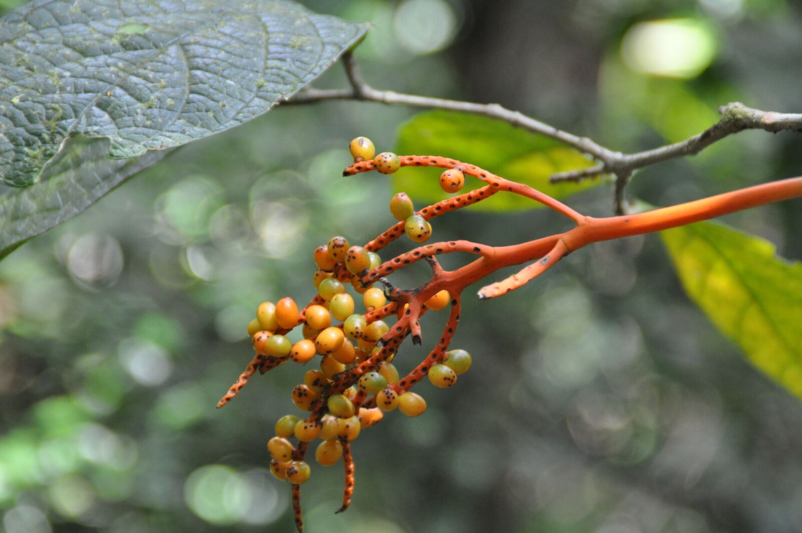 Nikon D5000 sample photo. Plant, nature, flower photography