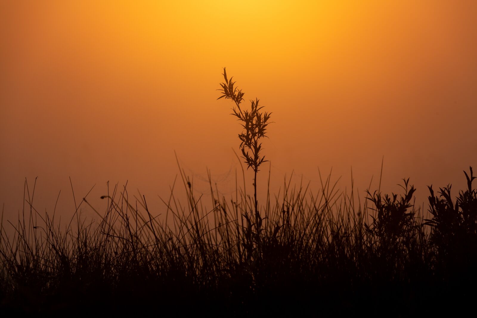 150-600mm F5-6.3 DG OS HSM | Contemporary 015 sample photo. Misty lake, mist, sunrise photography