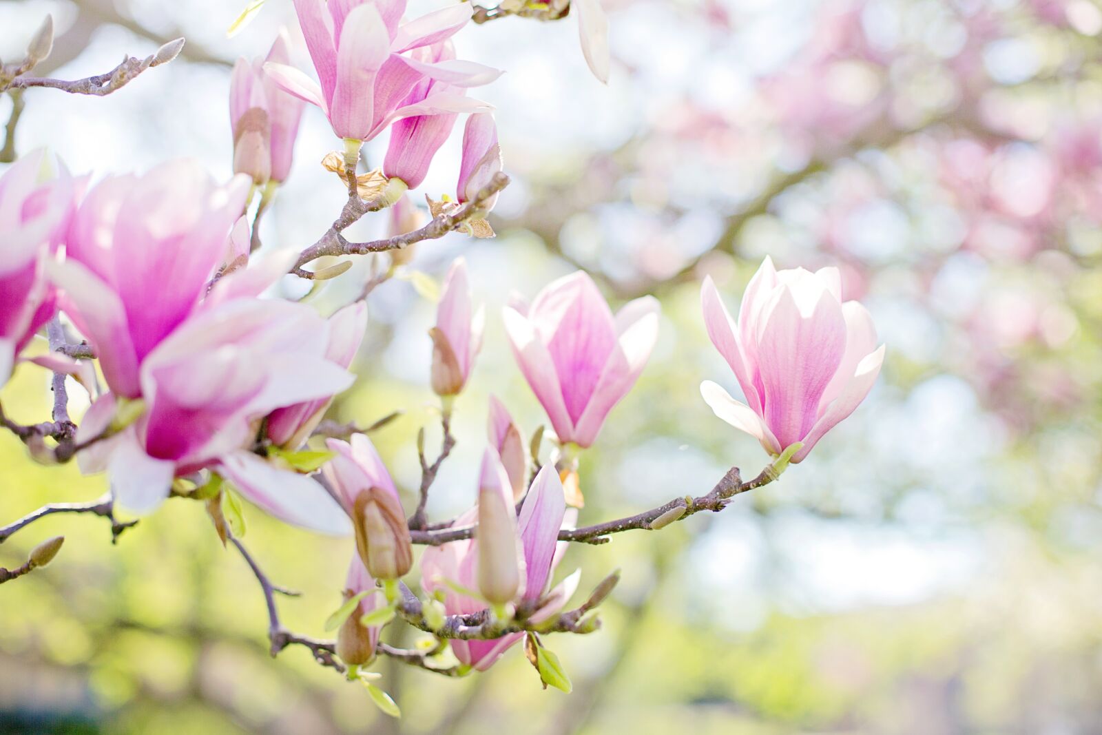 Canon EF 50mm F1.4 USM sample photo. Magnolias, pink, background photography