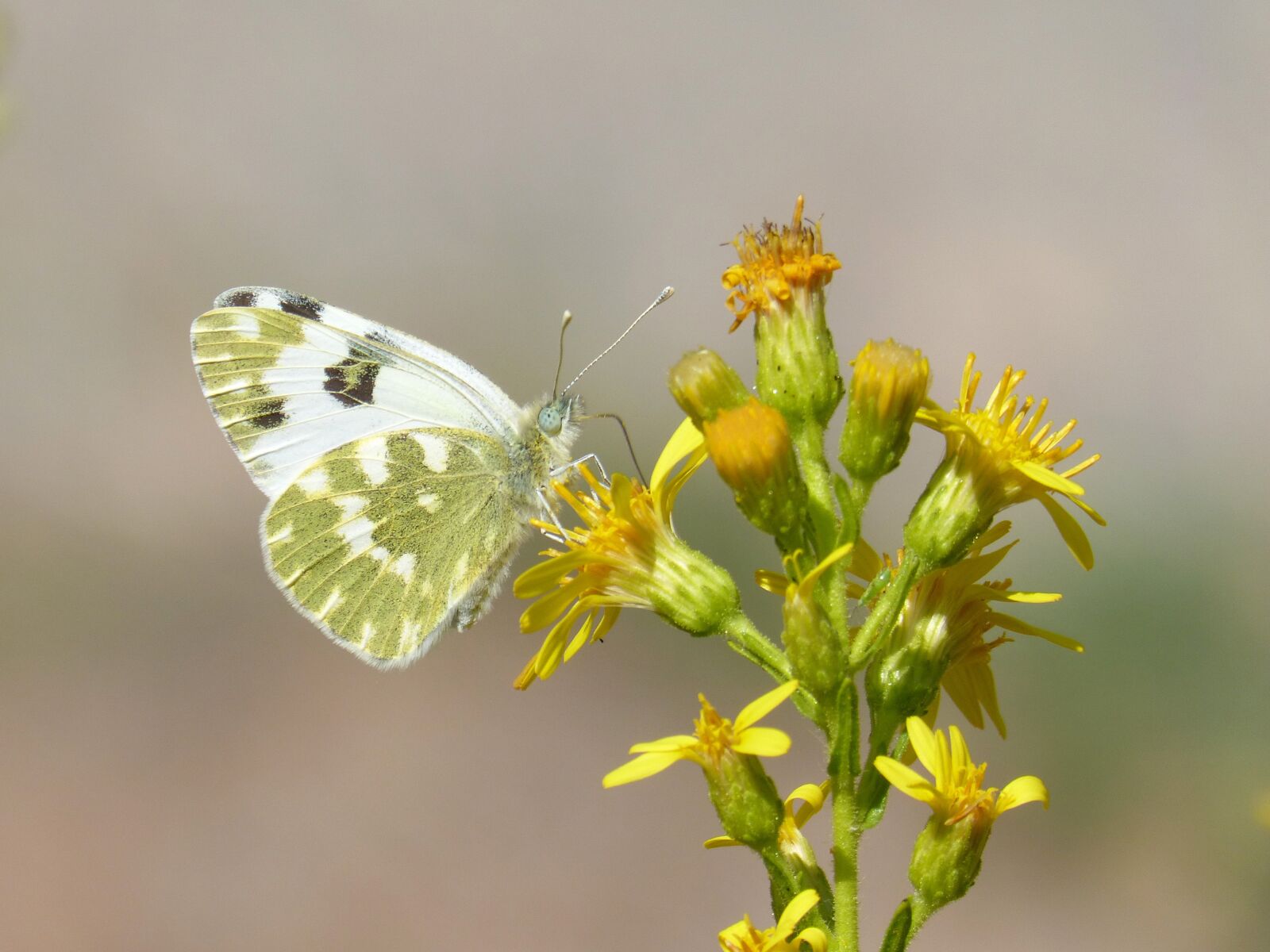 Panasonic DMC-FZ62 sample photo. Butterfly, flower, libar photography