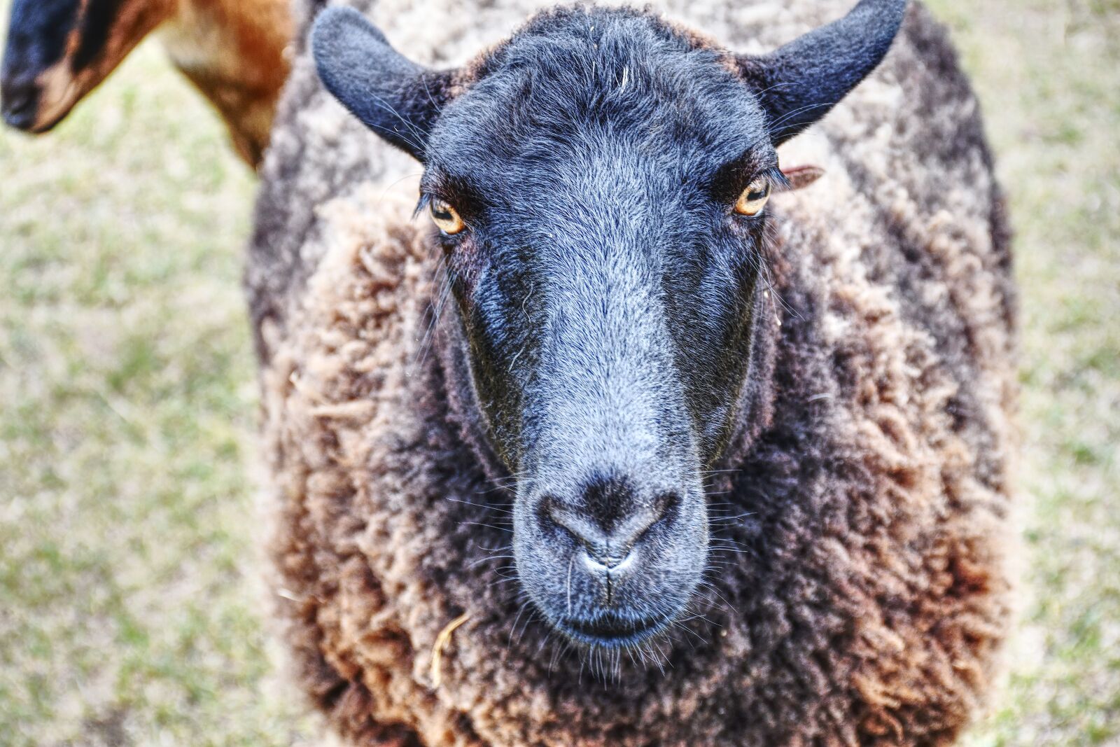 Nikon D7500 sample photo. Sheep, black, animal photography
