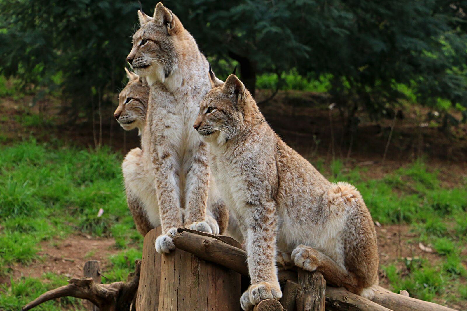 Canon EOS 70D sample photo. Lynx, miranda crow, zoo photography