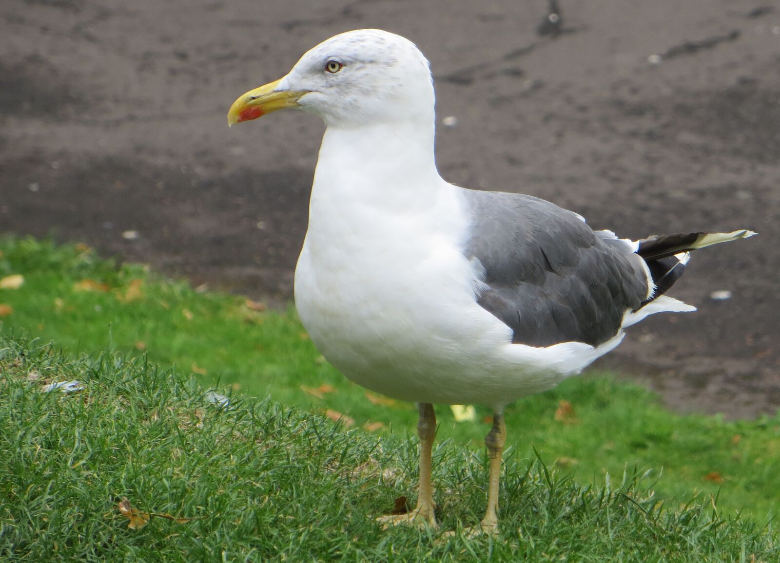 Canon PowerShot SX260 HS sample photo. Nature, bird, seagull photography