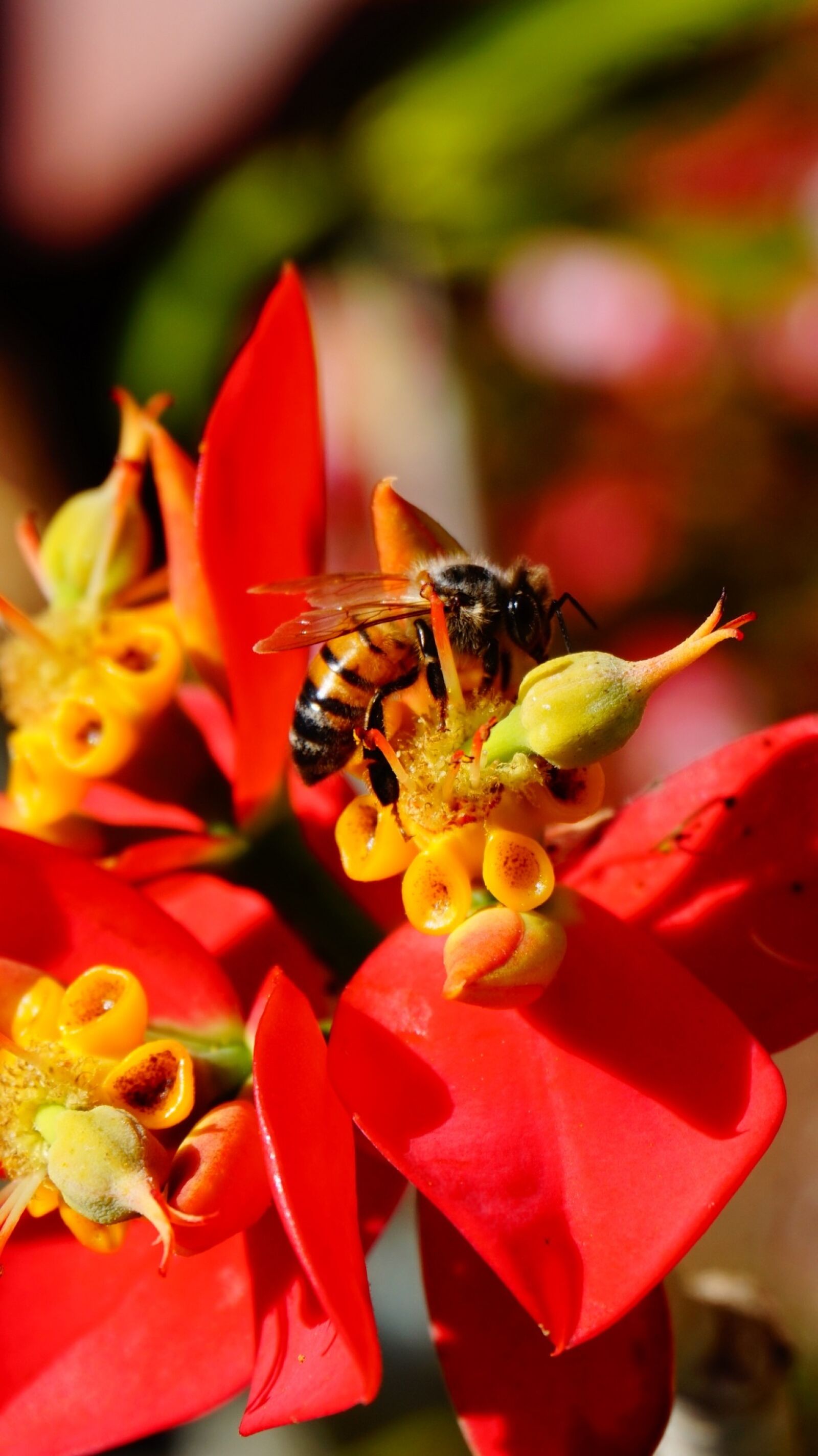 Sony Alpha a5000 (ILCE 5000) sample photo. Bee, macro, nature photography